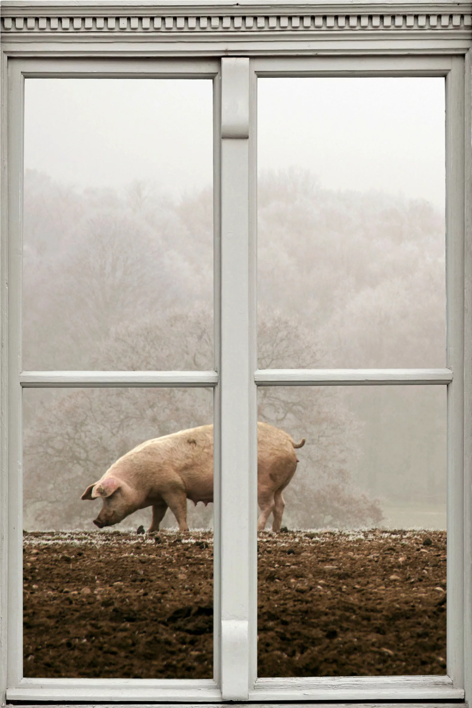 queence Wandsticker "Schwein" günstig online kaufen