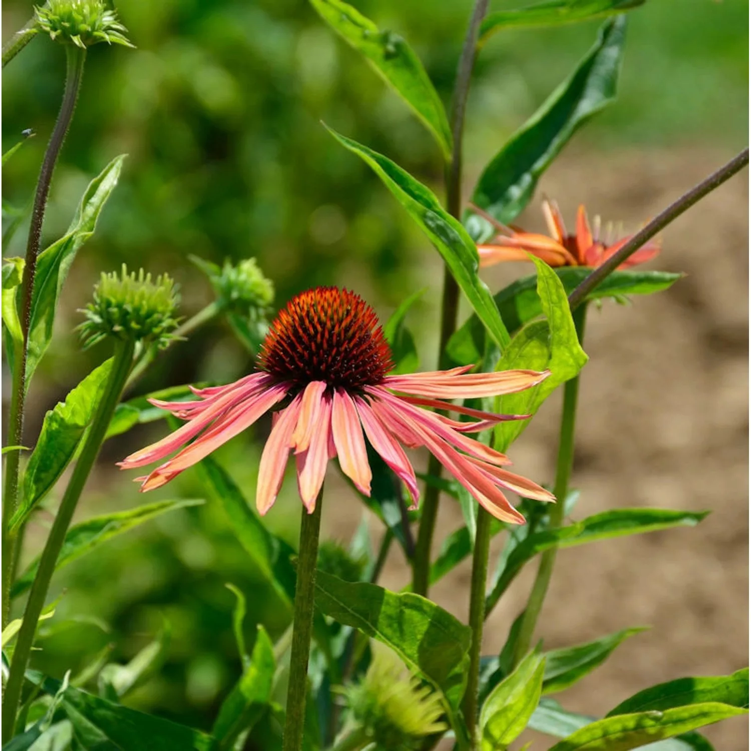 Sonnenhut Lakota Orange - Echinacea cultorum günstig online kaufen