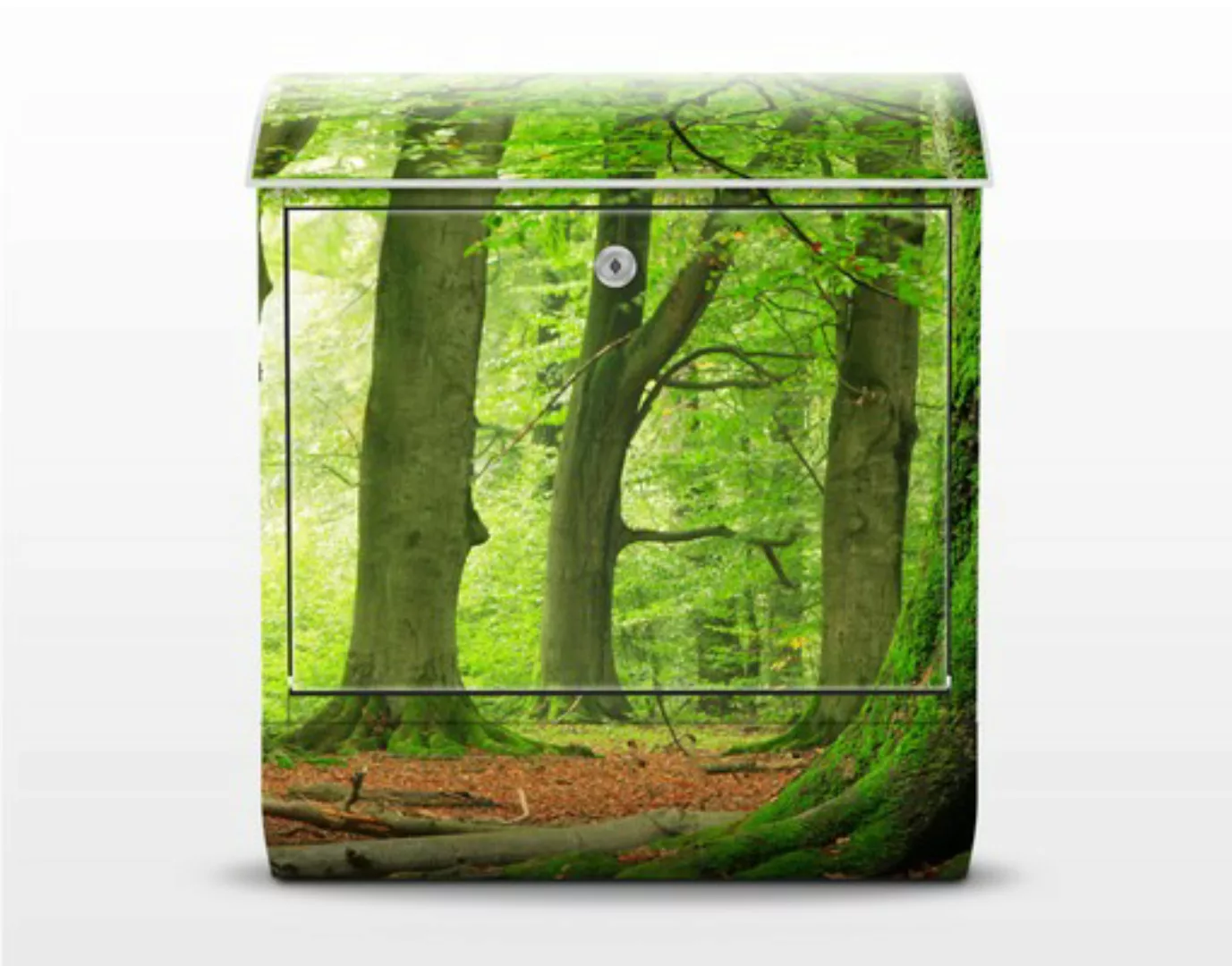 Briefkasten Natur & Landschaft Mighty Beech Trees günstig online kaufen
