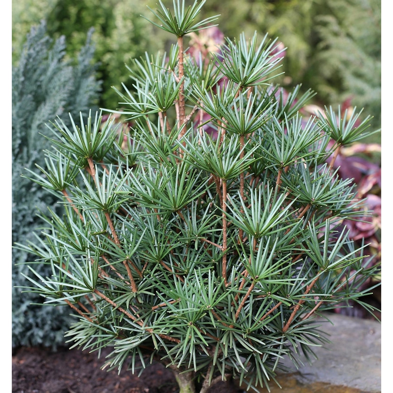 Japanische Schirmtanne Beauty Green 70-80cm - Sciadopitys verticillata günstig online kaufen