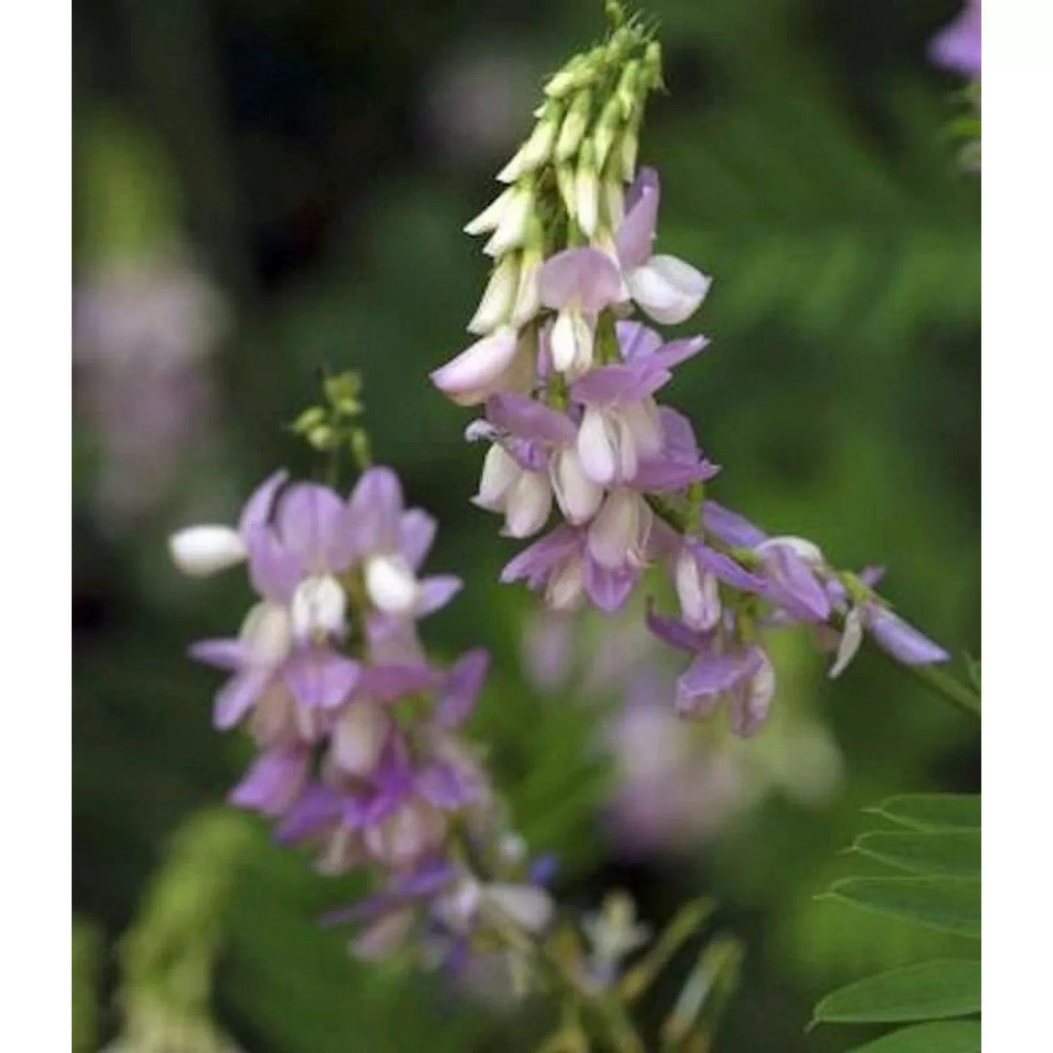 violette Geißraute - Galega officinalis günstig online kaufen