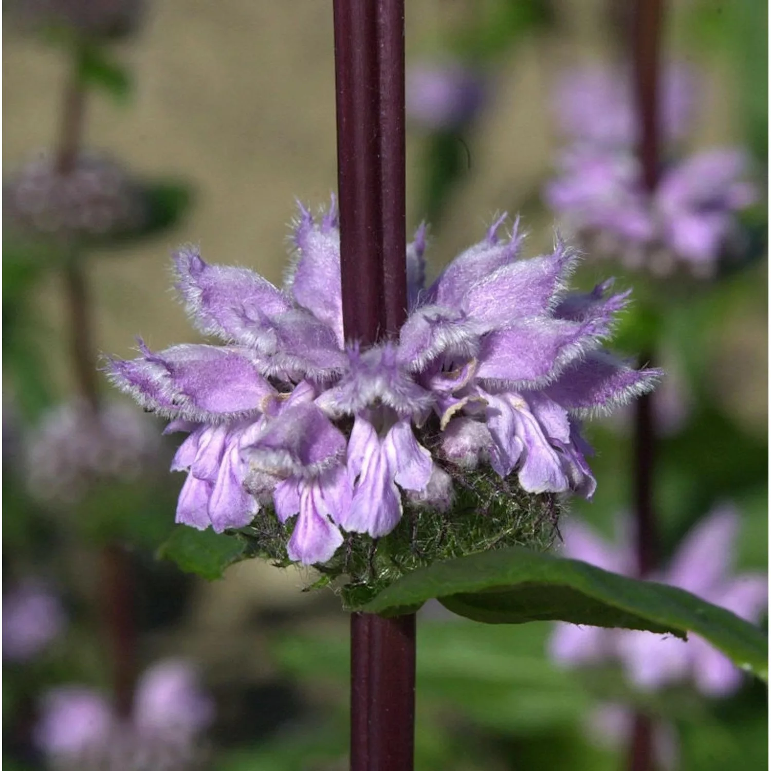 Rosa Brandkraut Amazone - Phlomis tuberosa günstig online kaufen