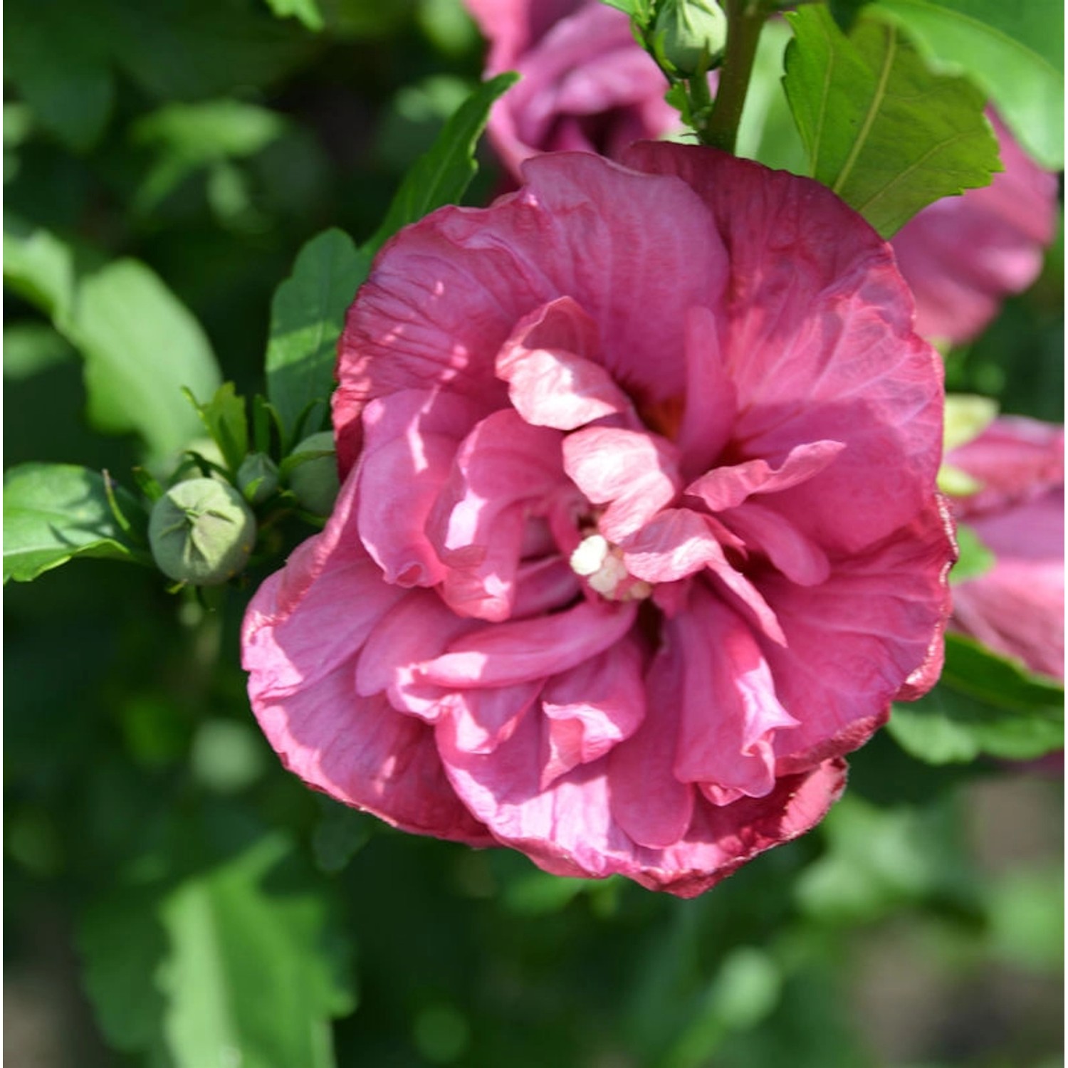 Garteneibisch Flower Tower Ruby 60-80cm - Hibiscus syriacus günstig online kaufen