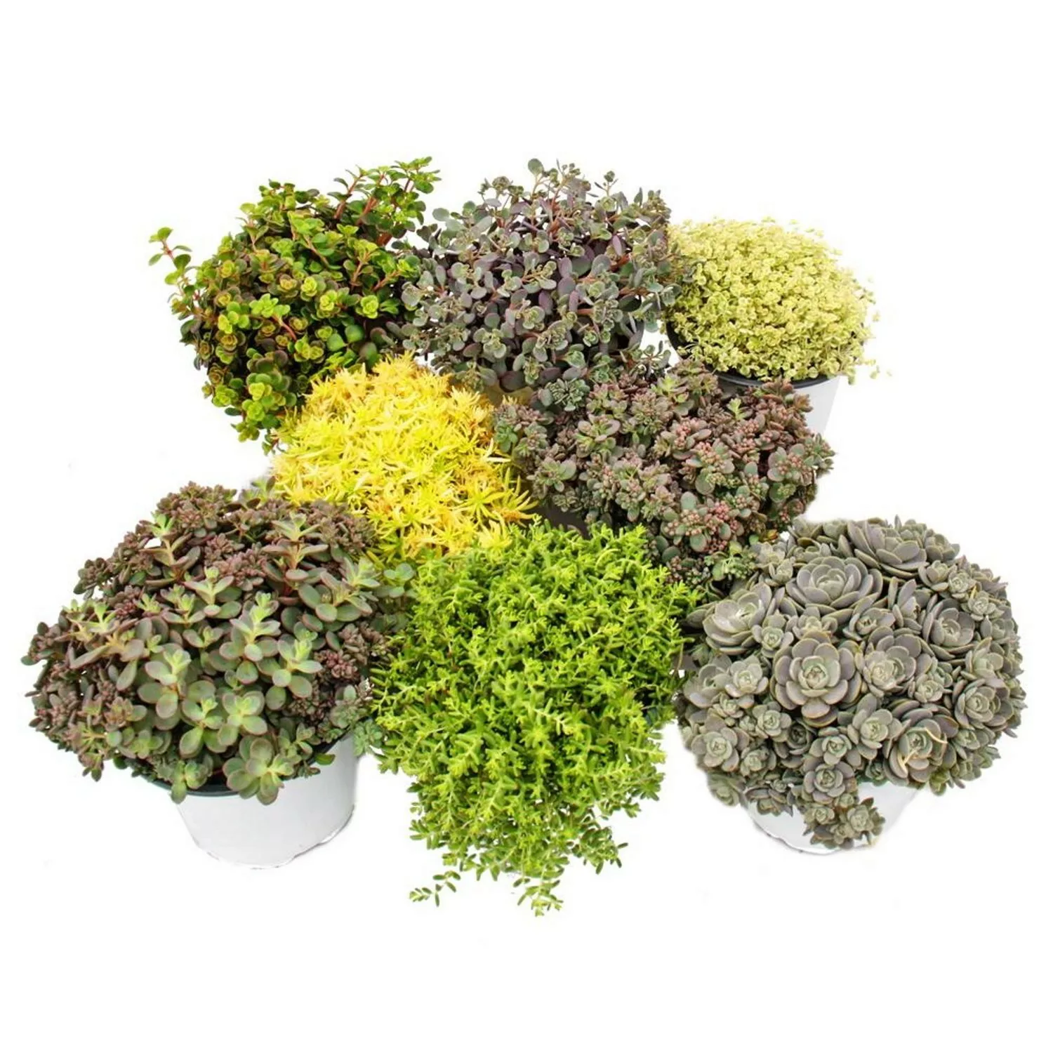 Exotenherz 8 Winterharte Sedum-Pflanzen Fetthenne Abwechslungsreiches Farbs günstig online kaufen
