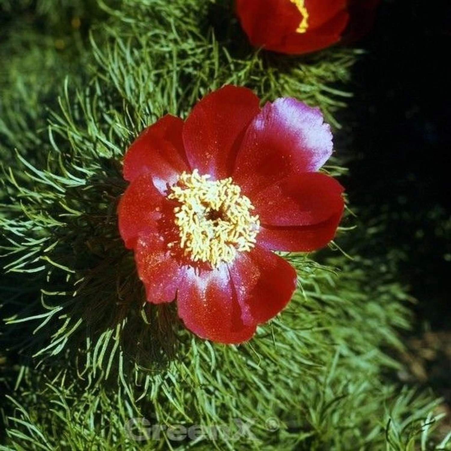 Netzblatt Pfingstrose - Paeonia tenuifolia günstig online kaufen