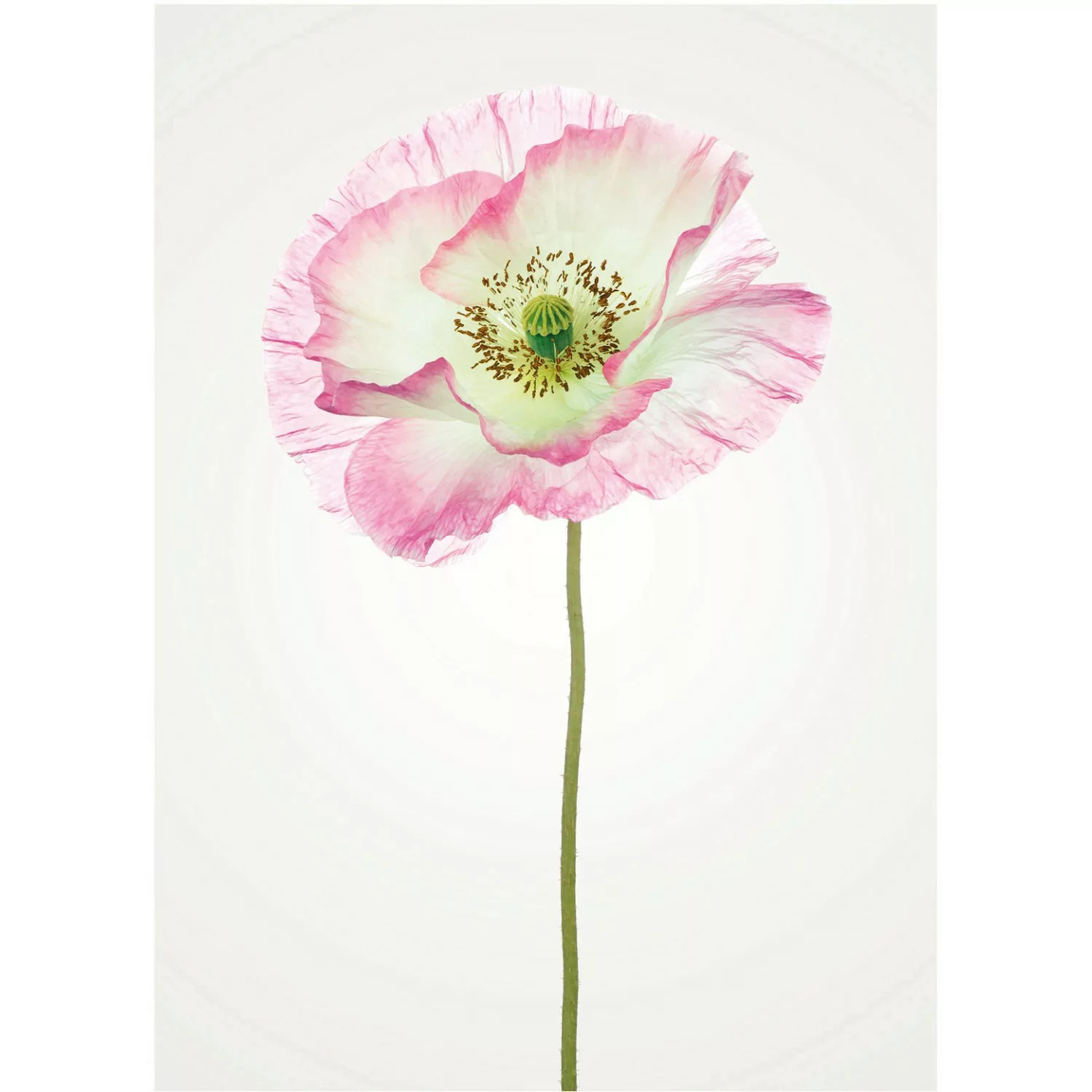 Komar Poster "Poppy", Blumen, (1 St.), Kinderzimmer, Schlafzimmer, Wohnzimm günstig online kaufen