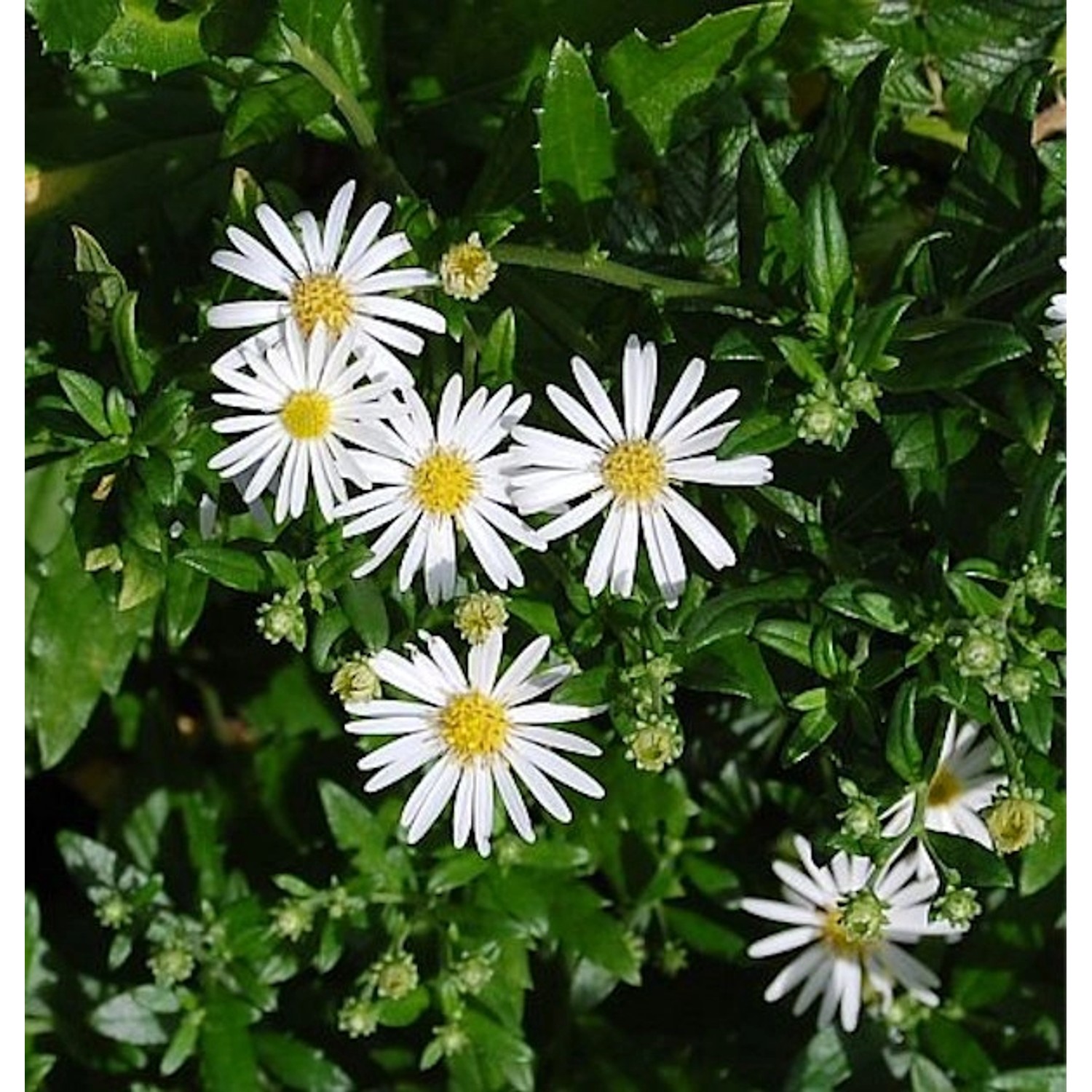 Wild Aster Ashvi - Aster ageratoides günstig online kaufen