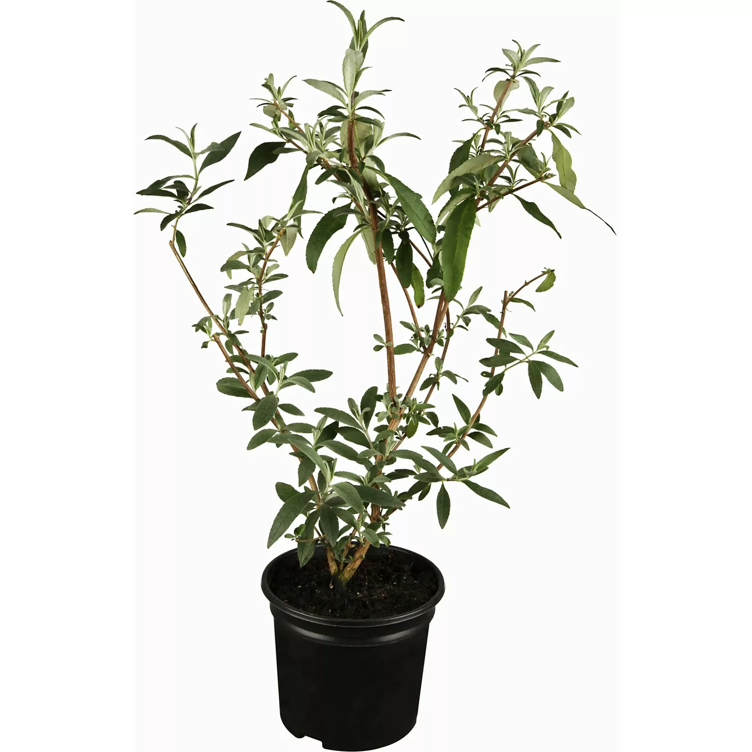 OBI Zwerg-Sommerflieder Buzz Weiß Höhe ca. 20 - 40 cm Topf ca. 3 l Buddleja günstig online kaufen