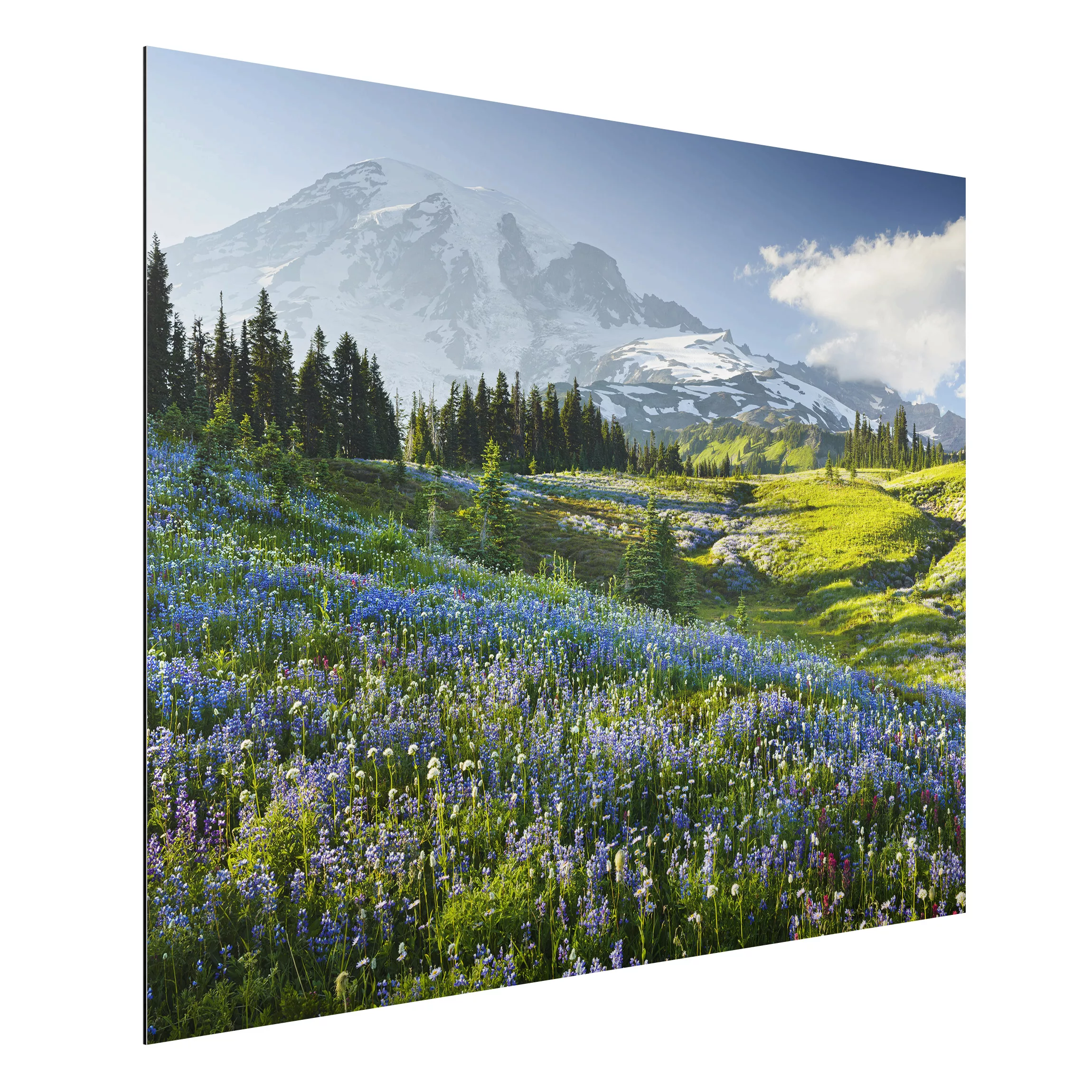 Alu-Dibond Bild Natur & Landschaft - Querformat 4:3 Bergwiese mit blauen Bl günstig online kaufen