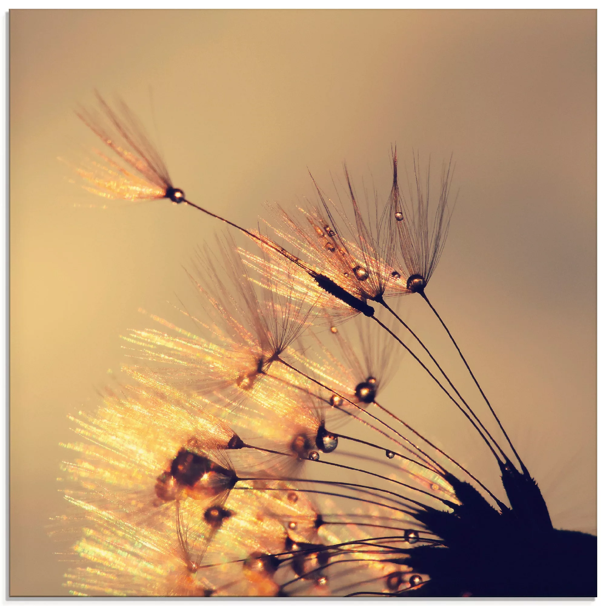 Artland Glasbild "Pusteblume Goldene Schirmchen", Blumen, (1 St.), in versc günstig online kaufen