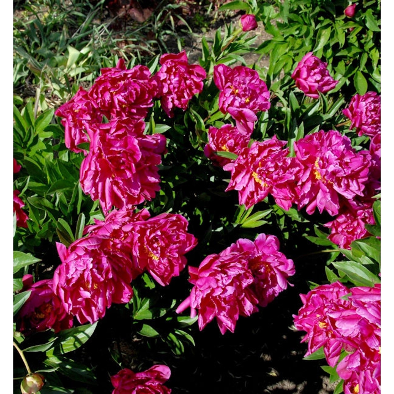 Edelpfingstrose Big Ben - Paeonia lactiflora günstig online kaufen