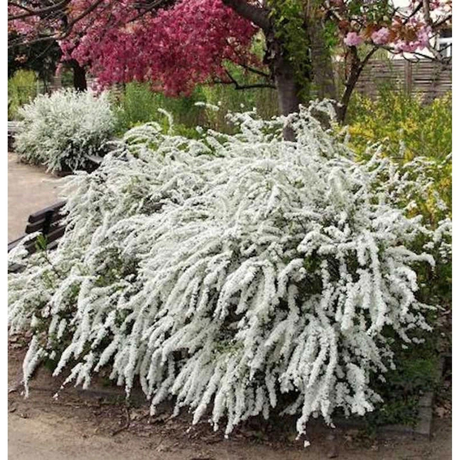 Weiße Rispenspiere 60-80cm - Spiraea cinerea günstig online kaufen