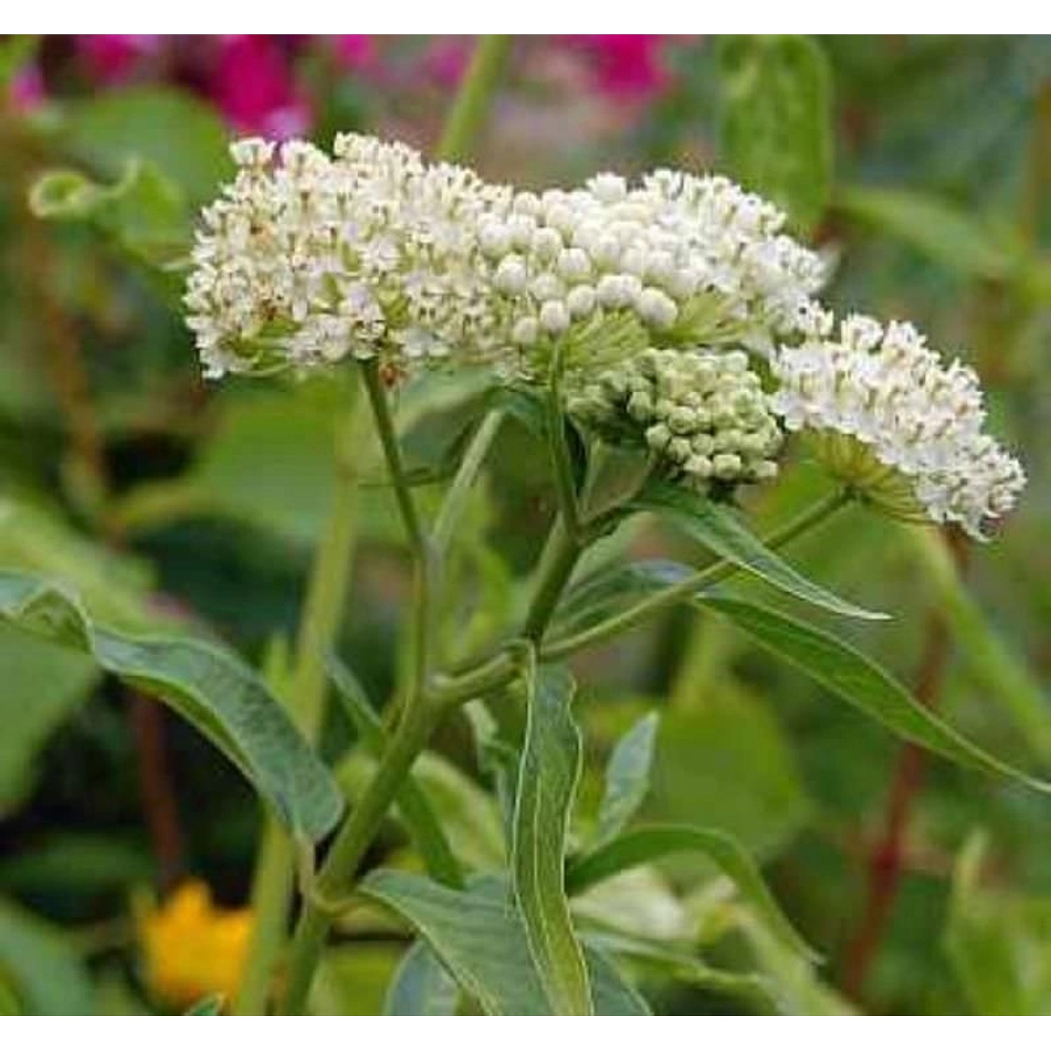 Seidenpflanze - Asclepias incarnata günstig online kaufen