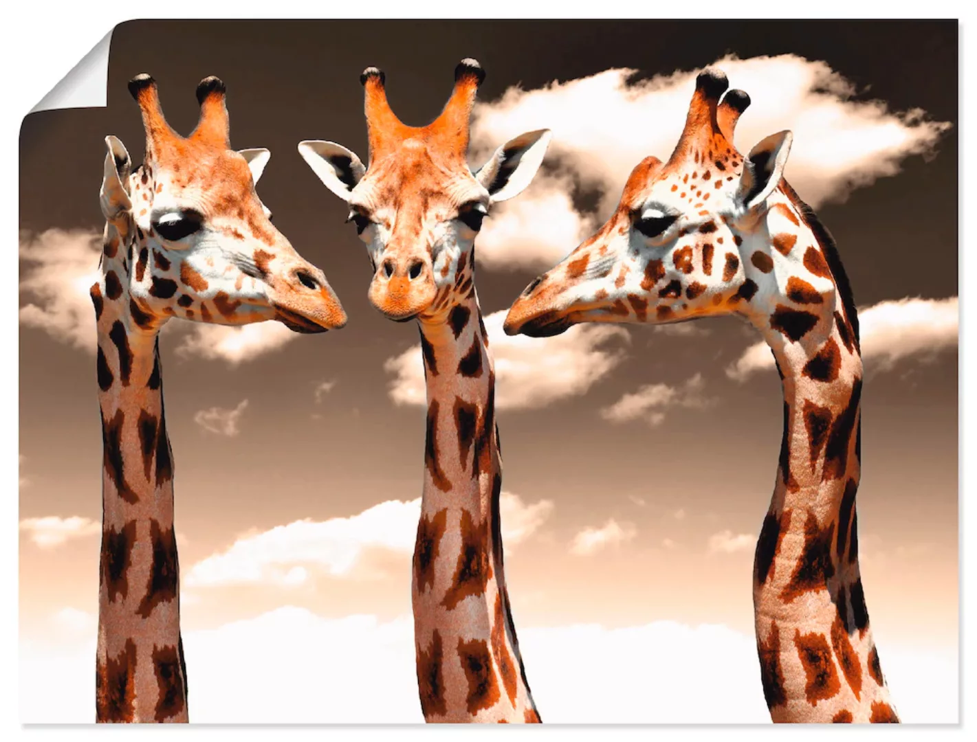 Artland Poster "Giraffe sepia", Wildtiere, (1 St.), als Alubild, Leinwandbi günstig online kaufen