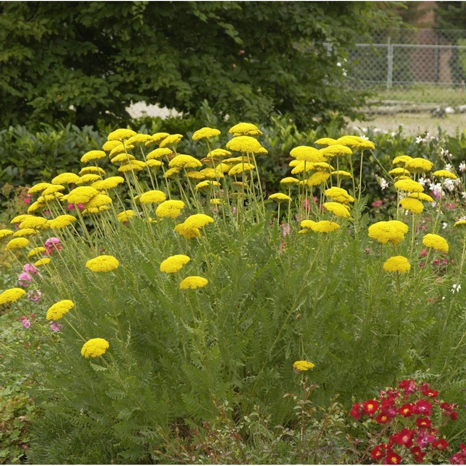 Schafgarbe - Achillea filipendulina günstig online kaufen