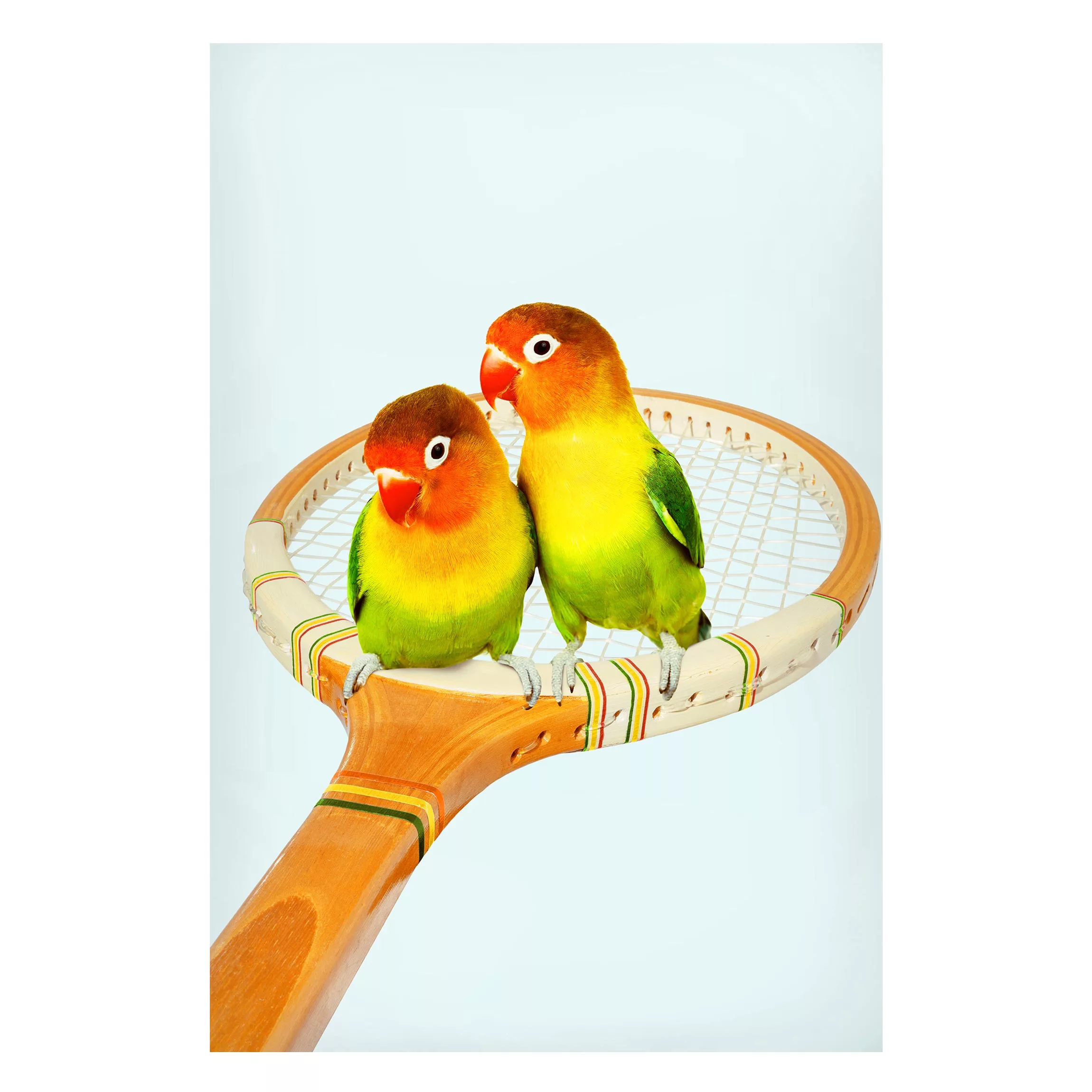 Magnettafel Tiere - Hochformat 2:3 Tennis mit Vögeln günstig online kaufen