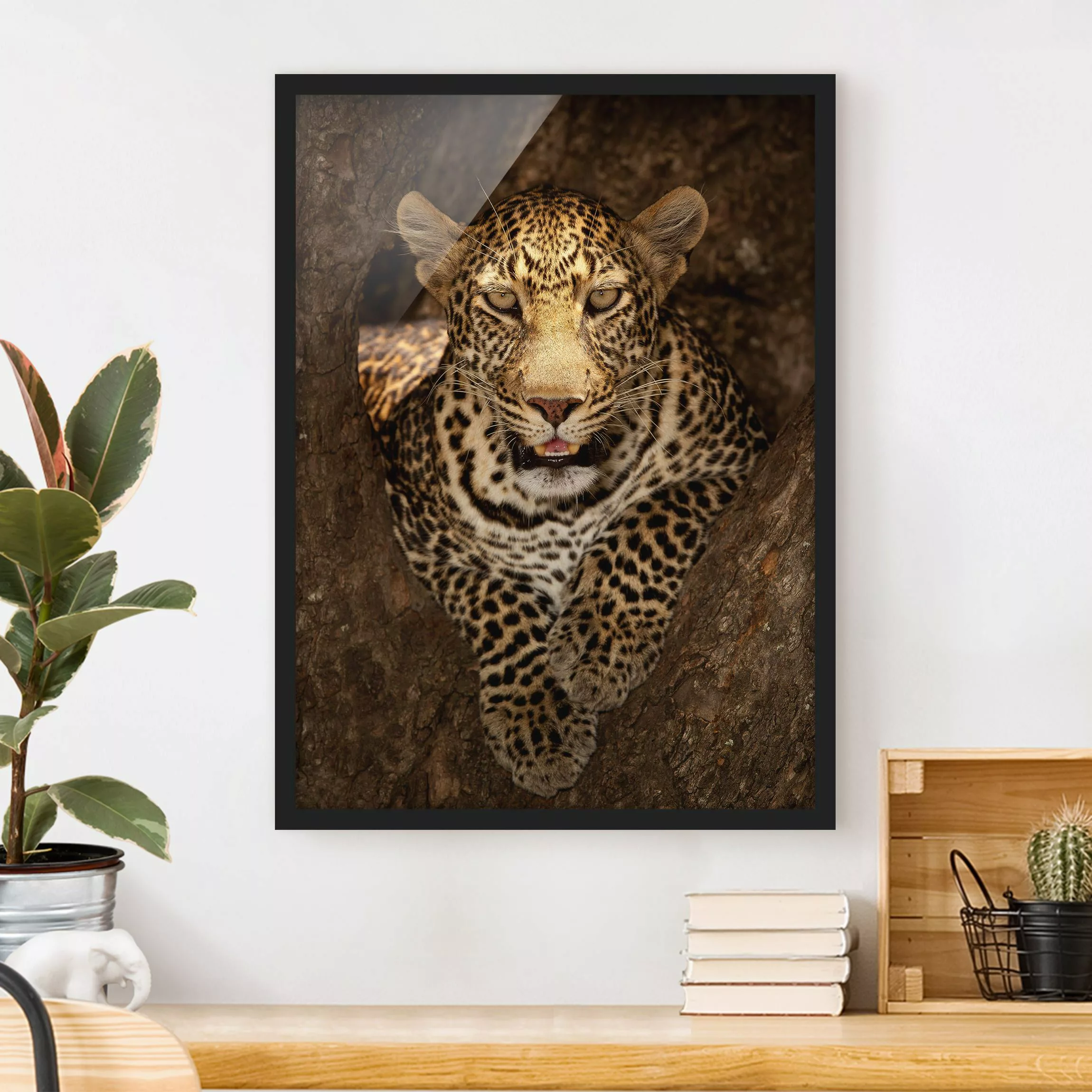 Bild mit Rahmen Tiere - Hochformat Leopard ruht auf einem Baum günstig online kaufen