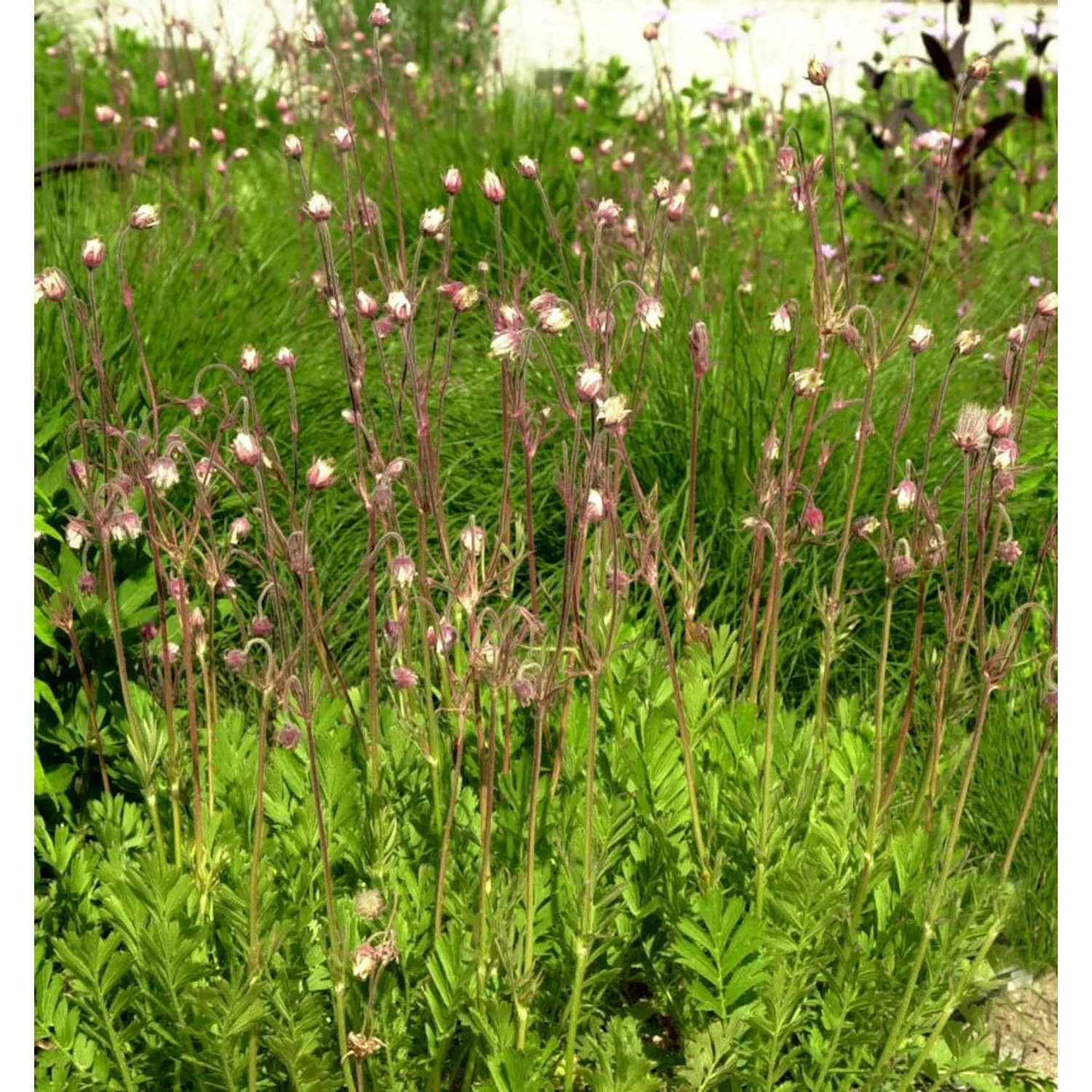 Dreiblütige Nelkenwurz - Geum triflorum günstig online kaufen