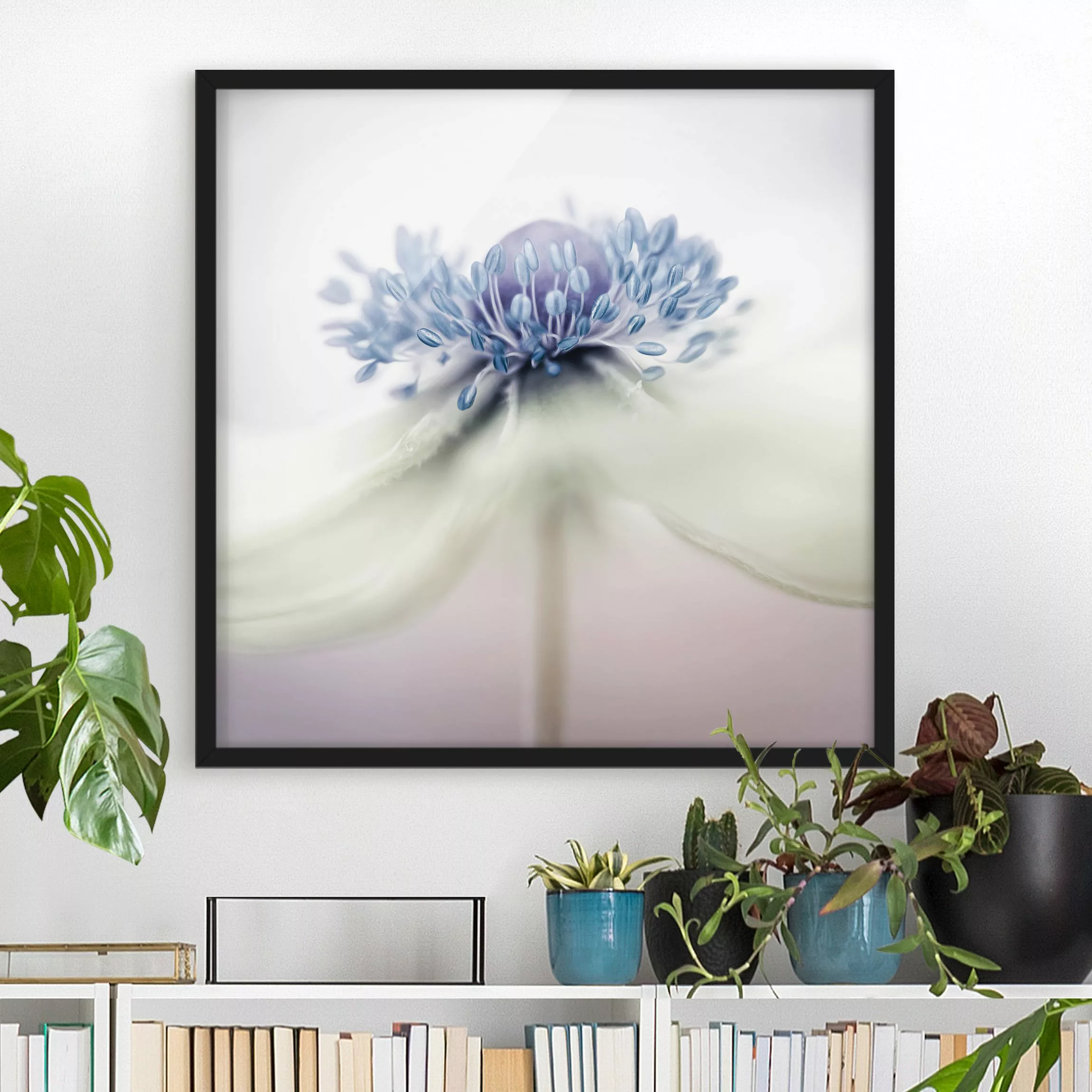 Bild mit Rahmen Blumen - Quadrat Anemone in Violett günstig online kaufen