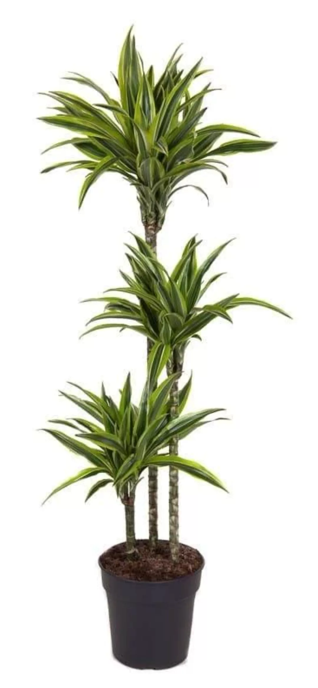 Perfect Plant | Pflanze Dracaena Lemon Lime 130-140 cm günstig online kaufen