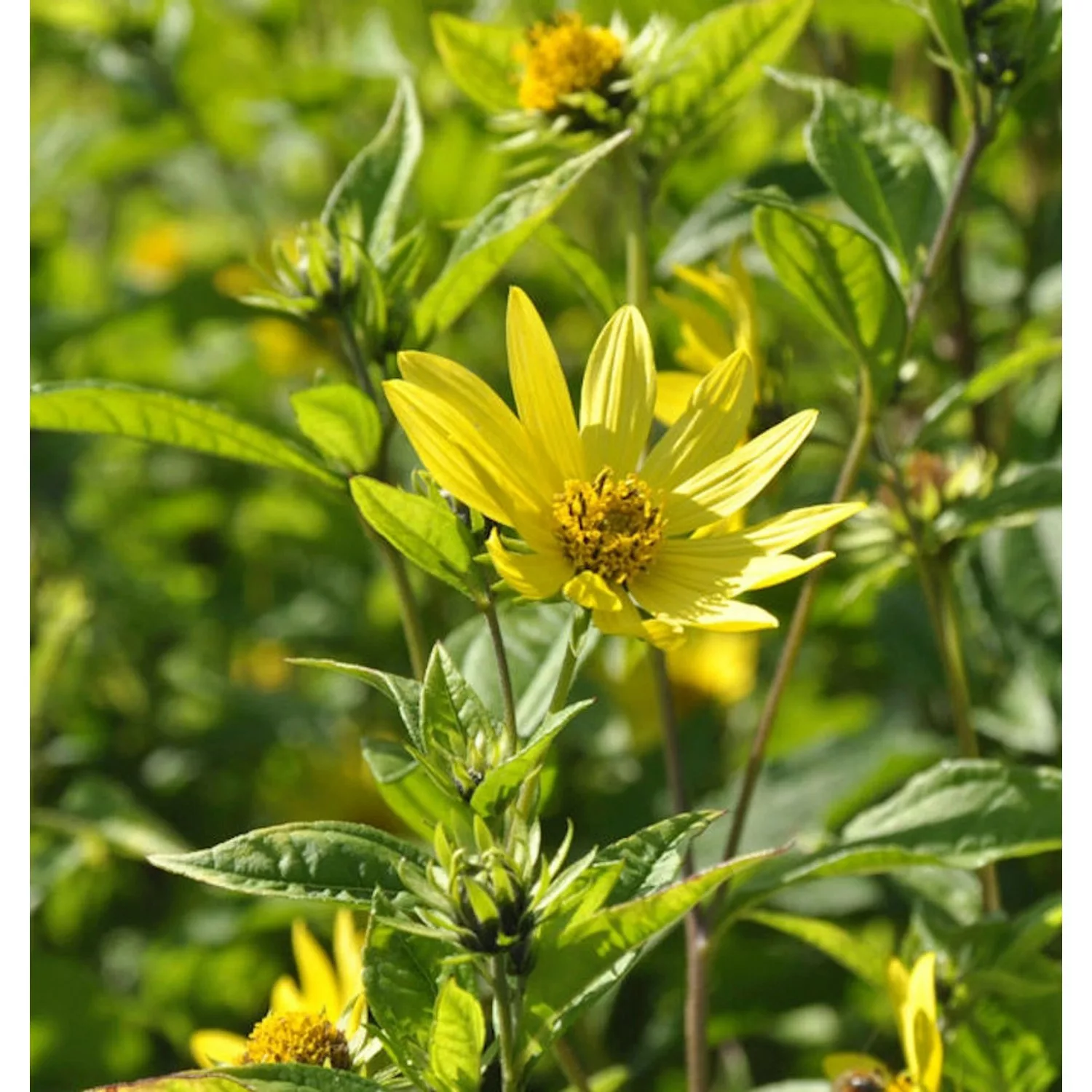 Gelbes Sonnenröschen - Helianthemum nummularium günstig online kaufen