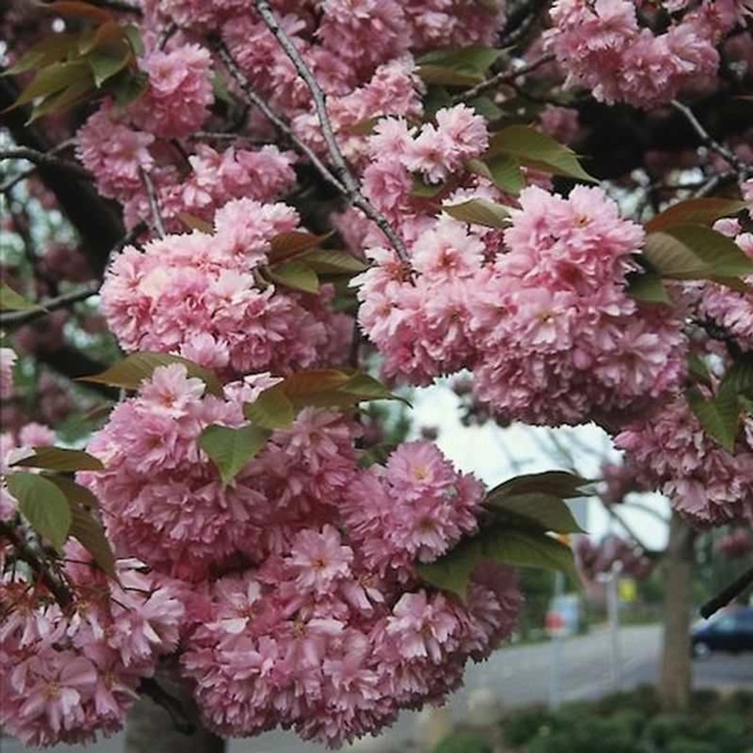 Japanische Nelkenkirsche Kanzan 60-80cm - Prunus serrulata günstig online kaufen