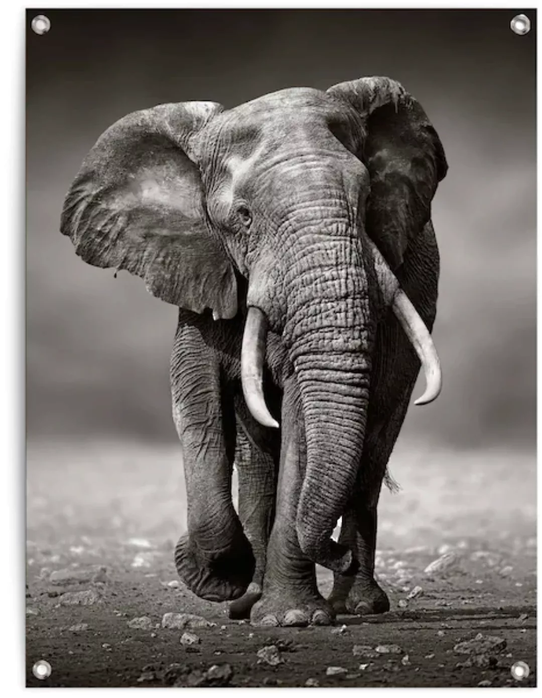 Reinders! Poster »Elefant« günstig online kaufen