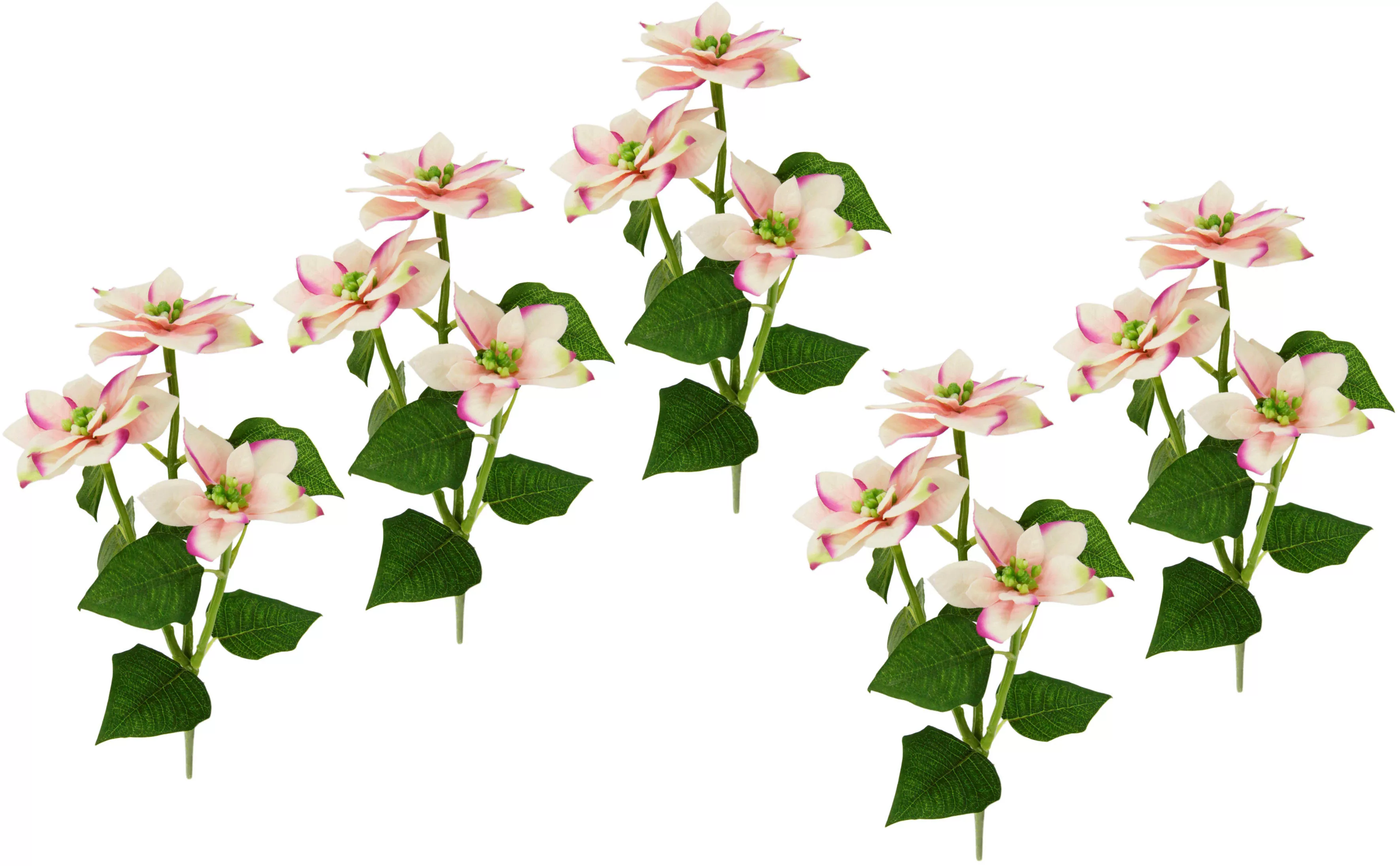 I.GE.A. Kunstblume "Poinsettie", Künstlicher Poinsettiazweig, 5er Set günstig online kaufen