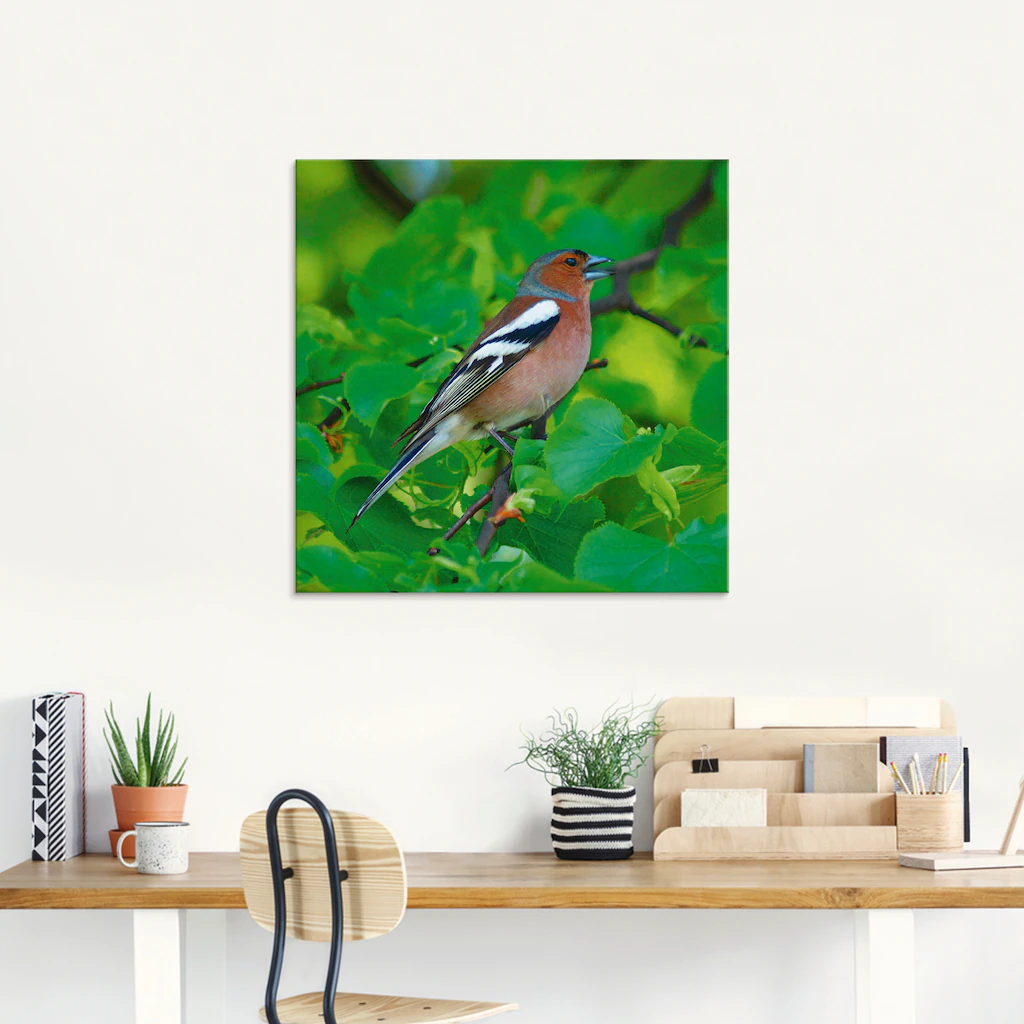 Artland Glasbild "Buchfink Lied", Vögel, (1 St.), in verschiedenen Größen günstig online kaufen