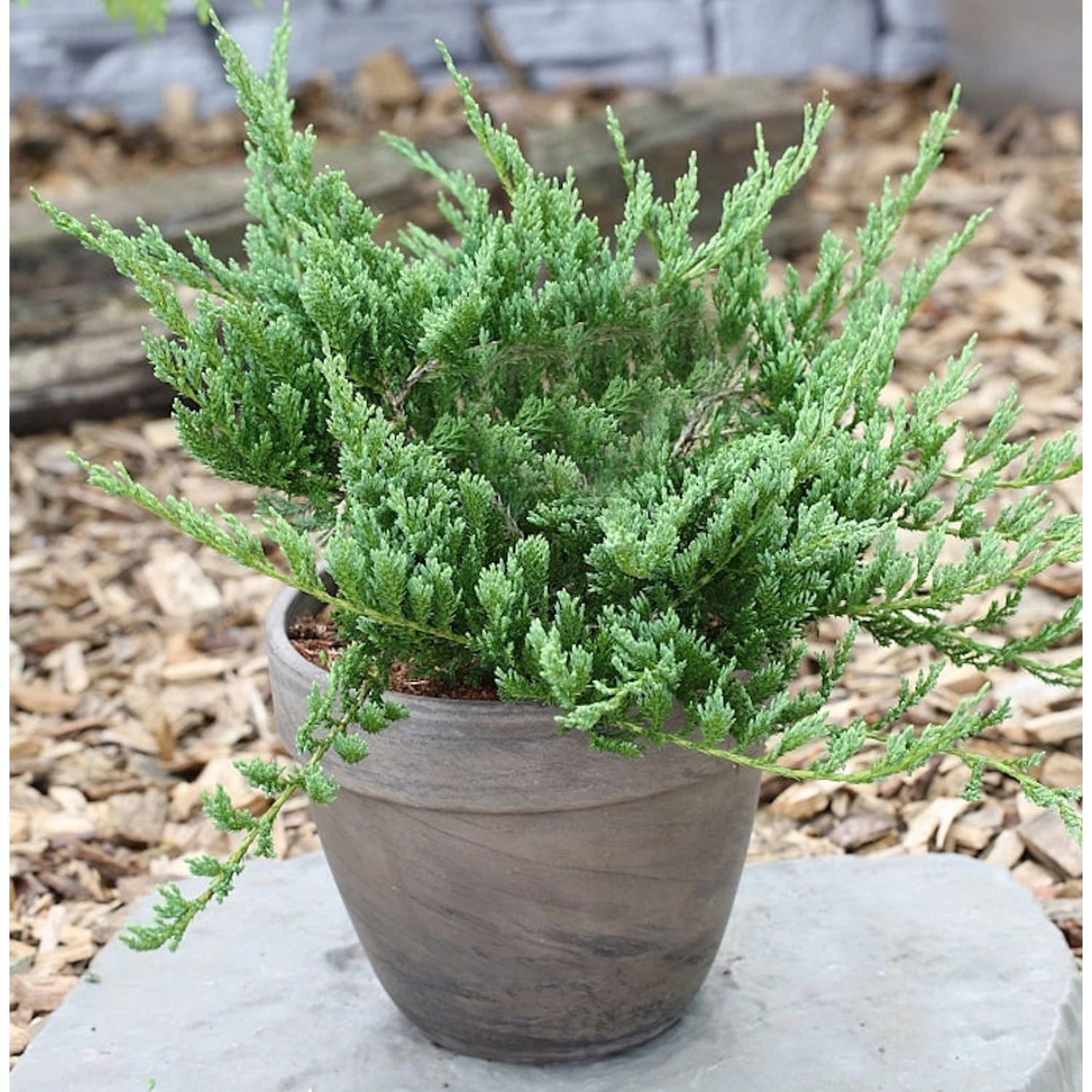 Blauer Kriechwacholder Blue Chip 30-40cm - Juniperus horizontalis günstig online kaufen