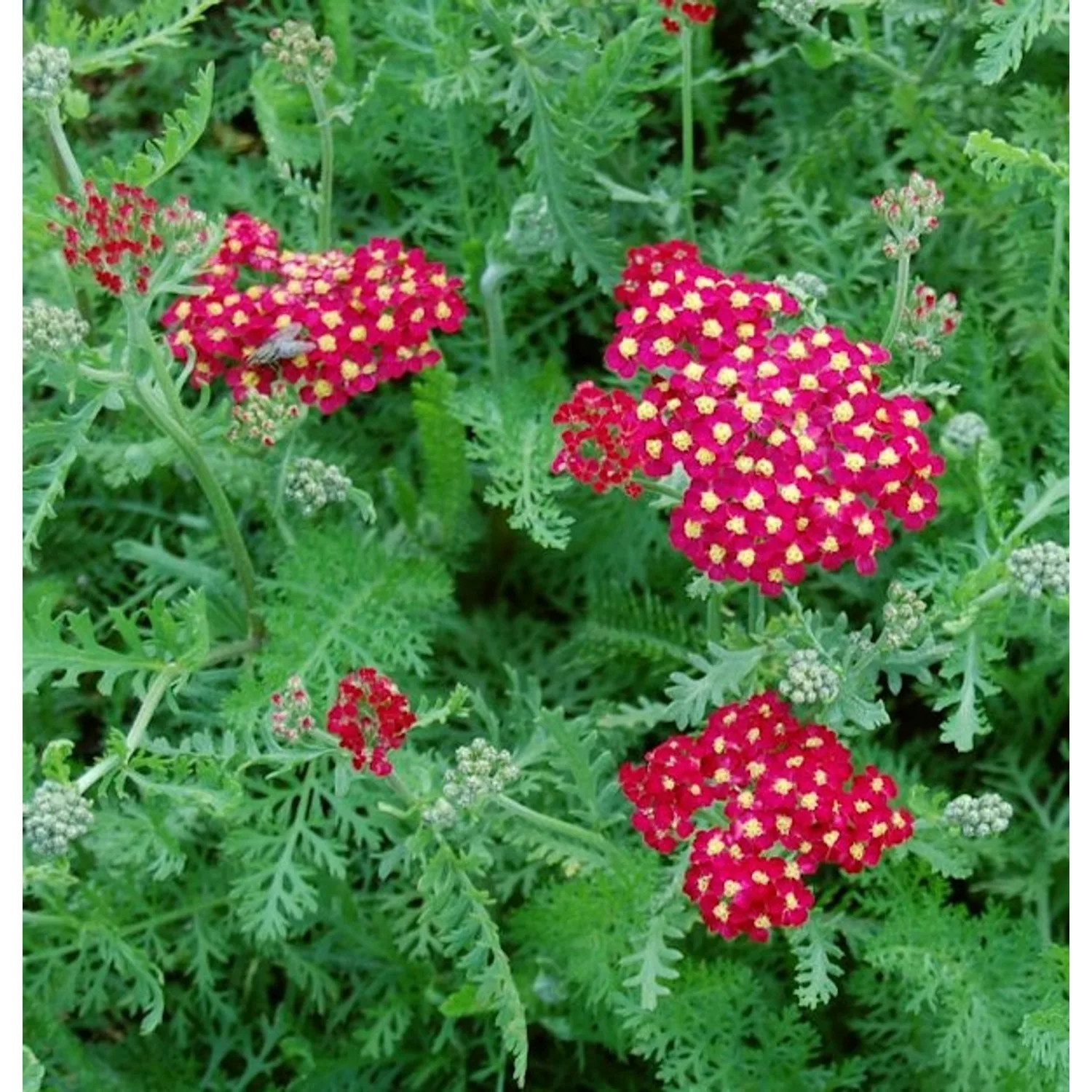 Schafgarbe Paprika - Achillea millefolium günstig online kaufen