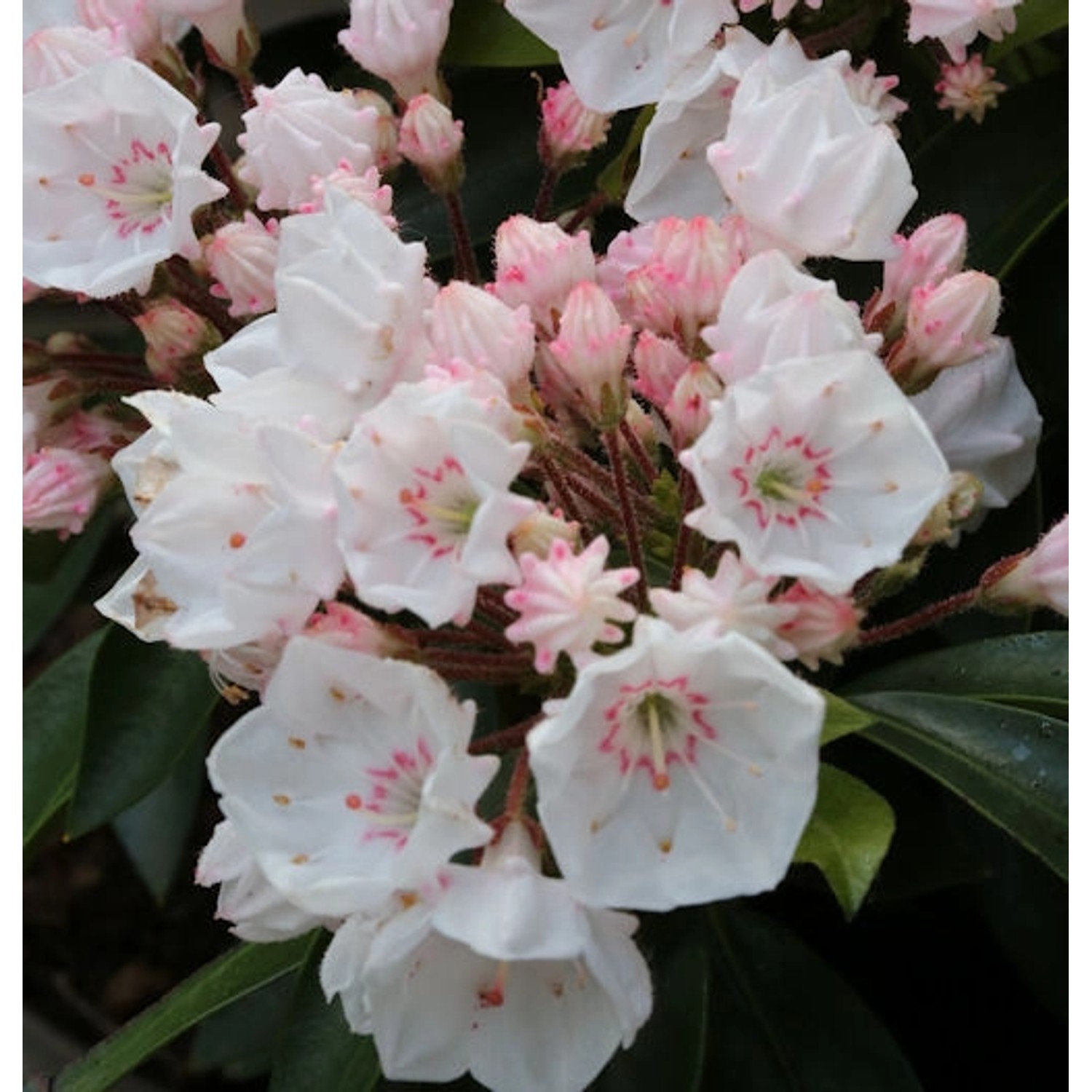 Großer Berglorbeer Elf 30-40cm - Kalmia latifolia günstig online kaufen