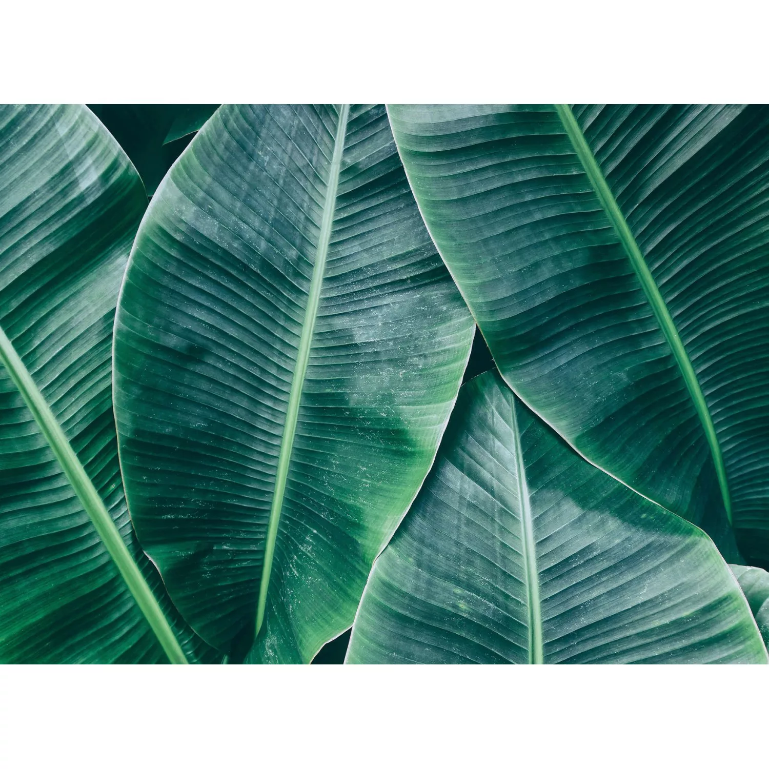 Fototapete Blätter Palmen Grün 3,50 m x 2,55 m FSC® günstig online kaufen