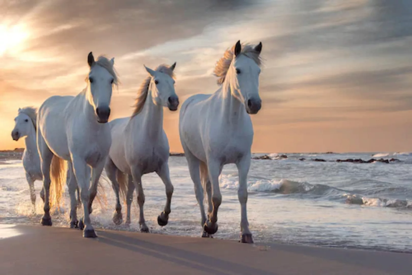 Papermoon Fototapete »Pferde am strand« günstig online kaufen