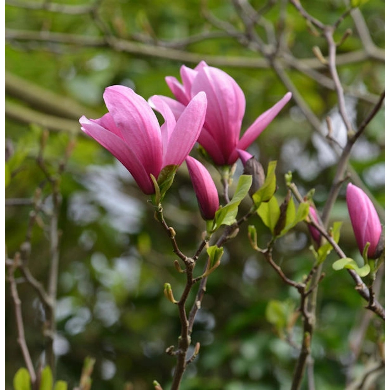 Magnolie Shirazz 60-80cm - Magnolia günstig online kaufen