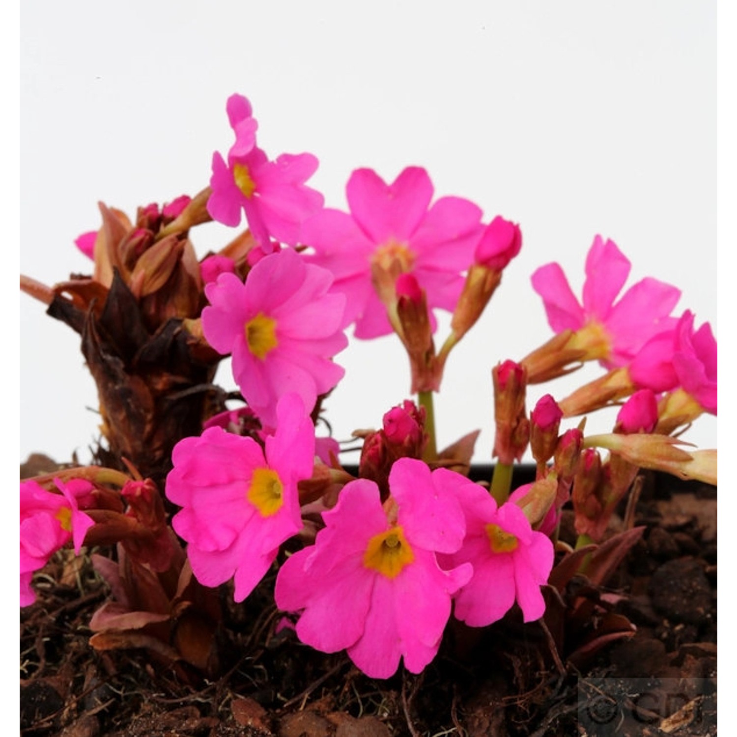 Rosen Primel - Primula rosea günstig online kaufen