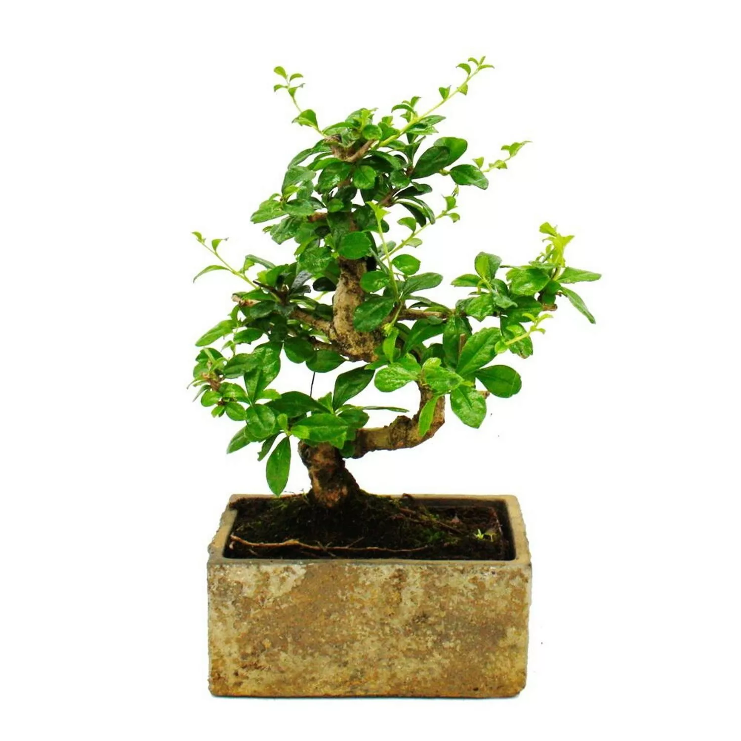 Exotenherz Bonsai für Zimmer in Moderner Trendkeramik Zimmerbonsai Carmona günstig online kaufen