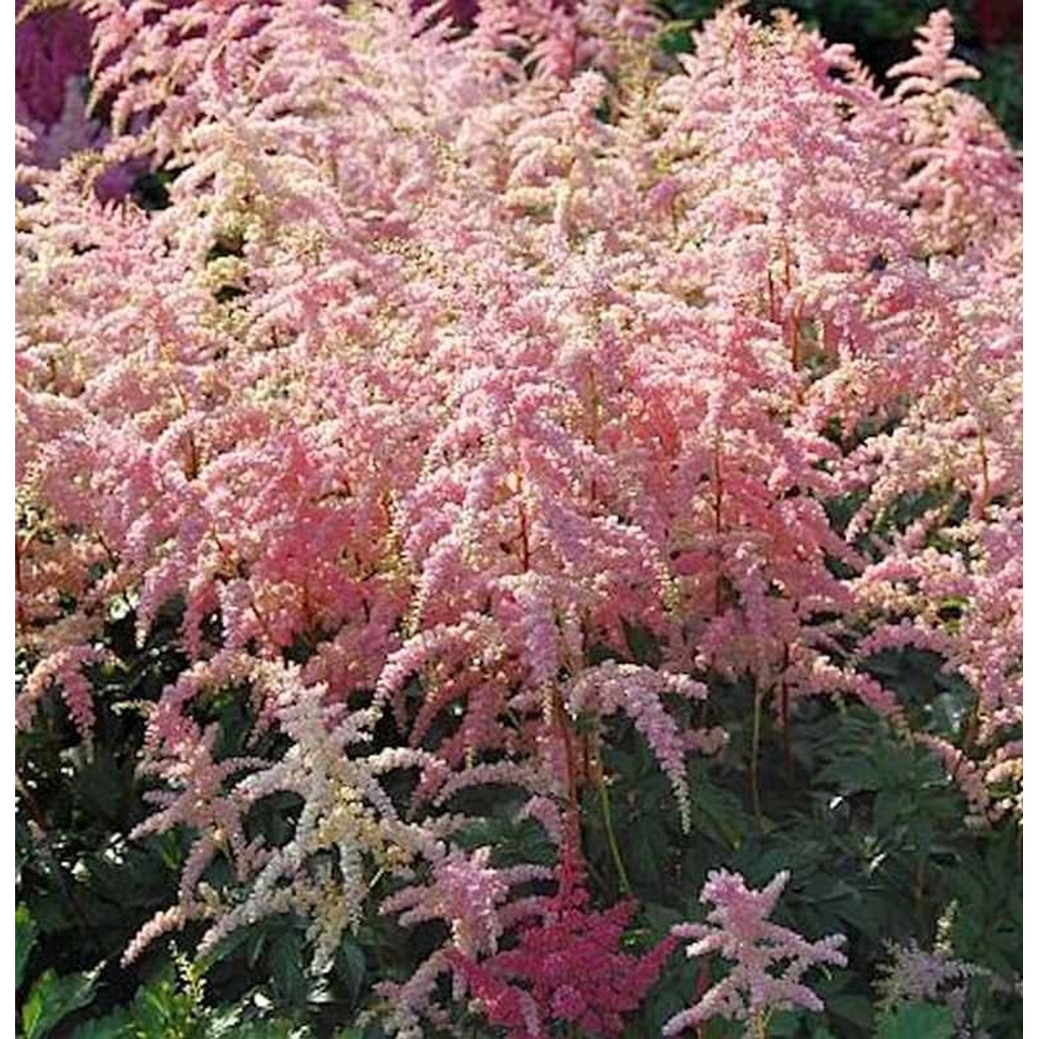 Prachtspiere Bressingham Beauty - Astilbe arendsii günstig online kaufen