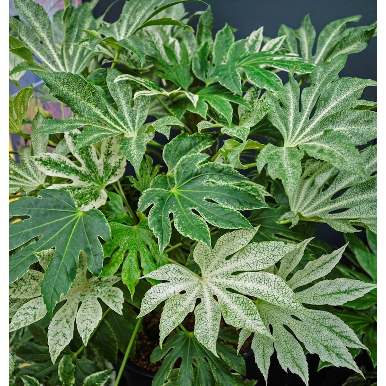 Japanische Fingerpflanze Spiders Web 20-30cm - Fatsia japonica günstig online kaufen