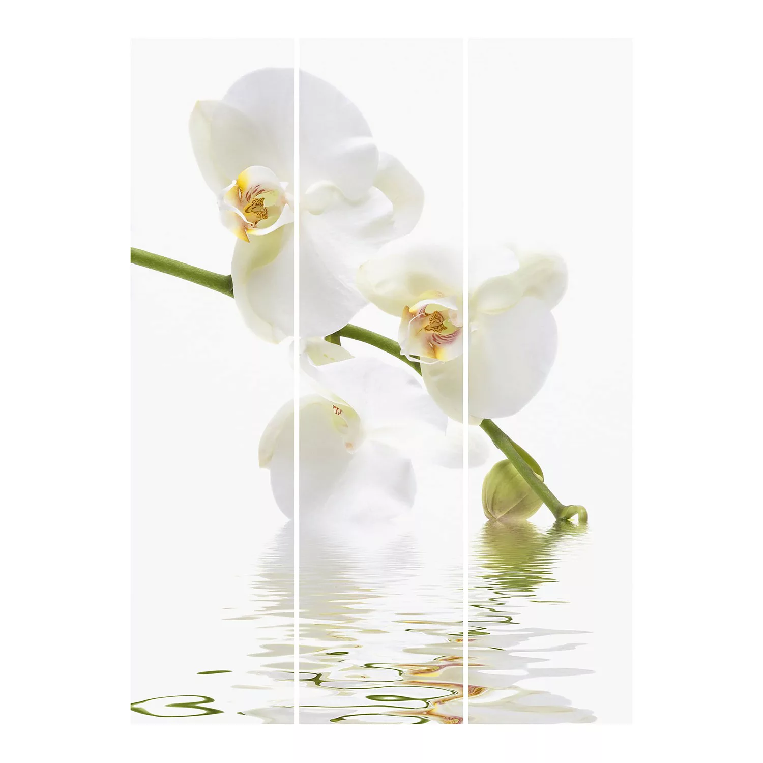 Schiebegardinen Set Blumen White Orchid Waters günstig online kaufen