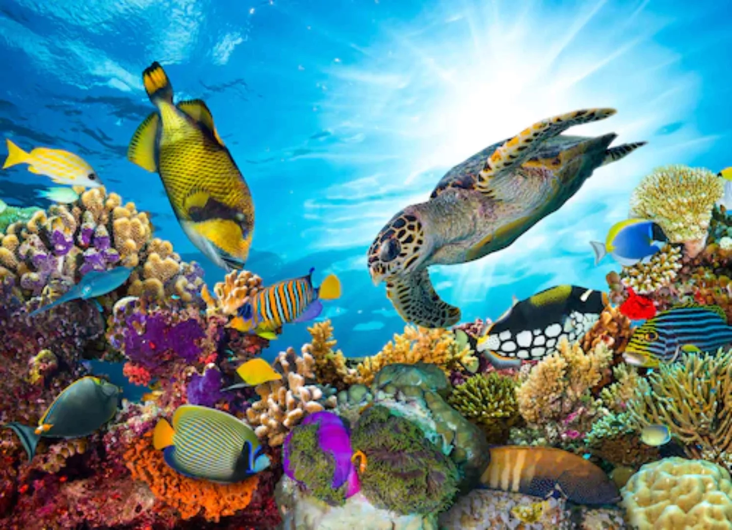 Papermoon Fototapete »Coral Reef Fiji« günstig online kaufen