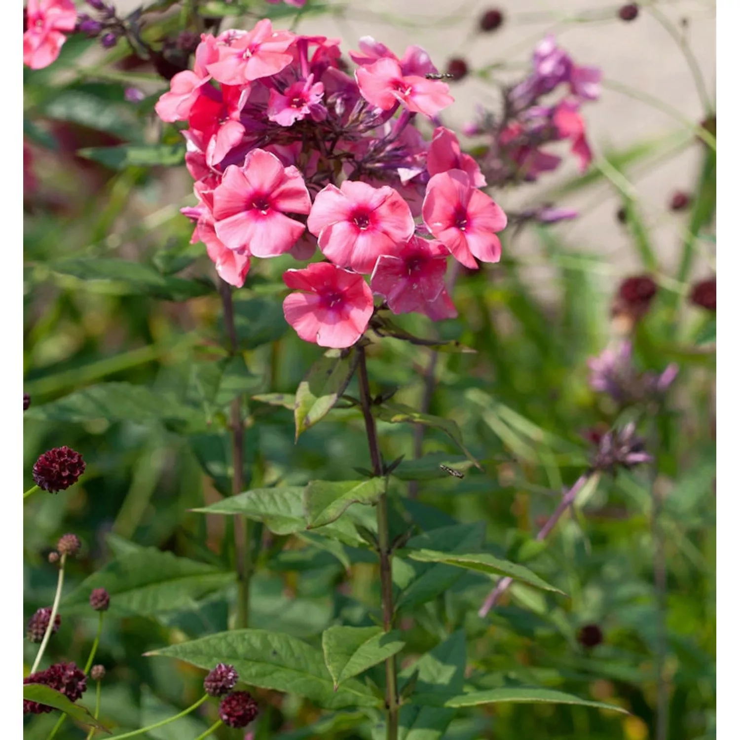 Hohe Flammenblume Cosmopolitan - Phlox paniculata günstig online kaufen