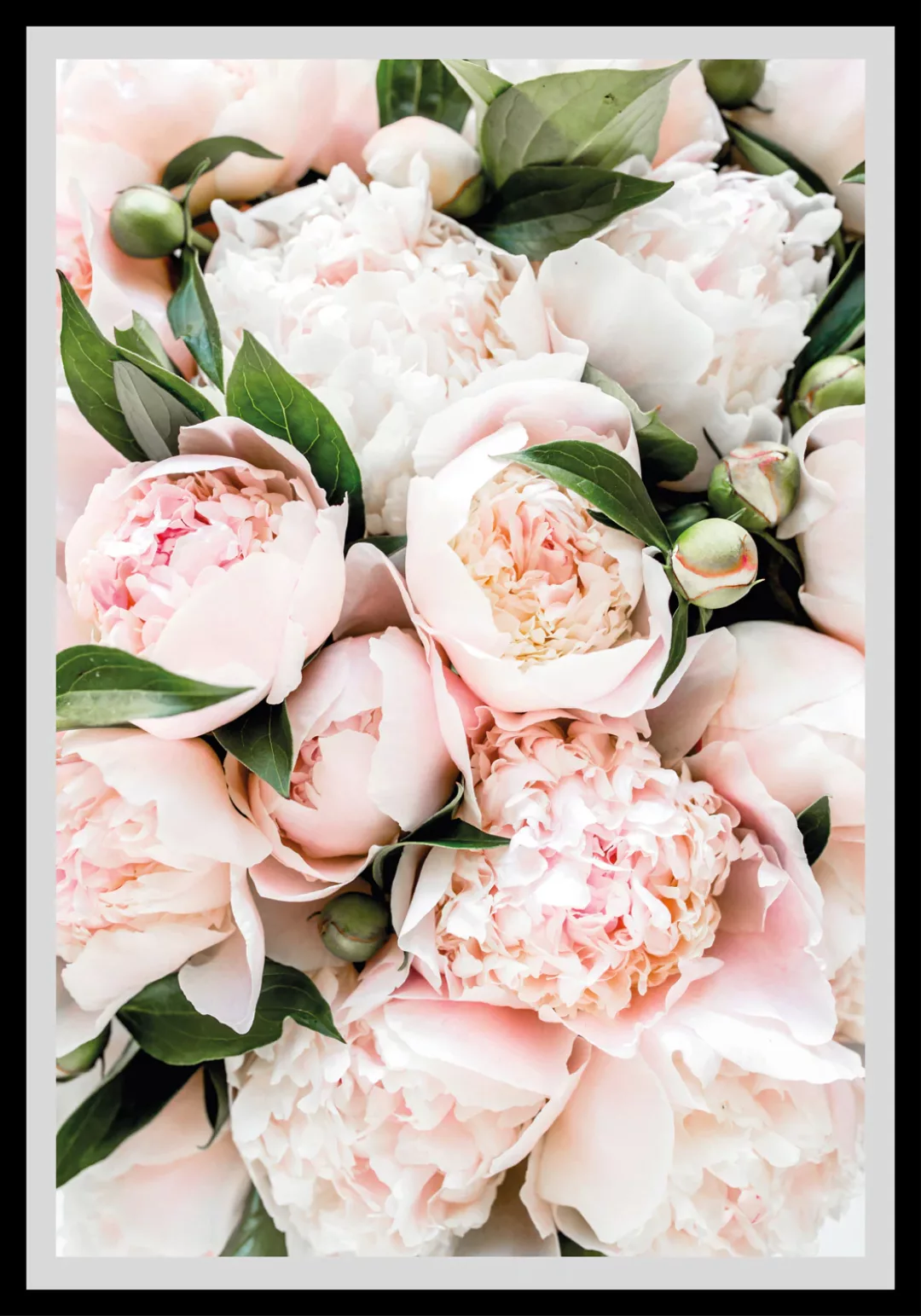 queence Bild "Stefanie", Blumen, gerahmt, Rosen günstig online kaufen