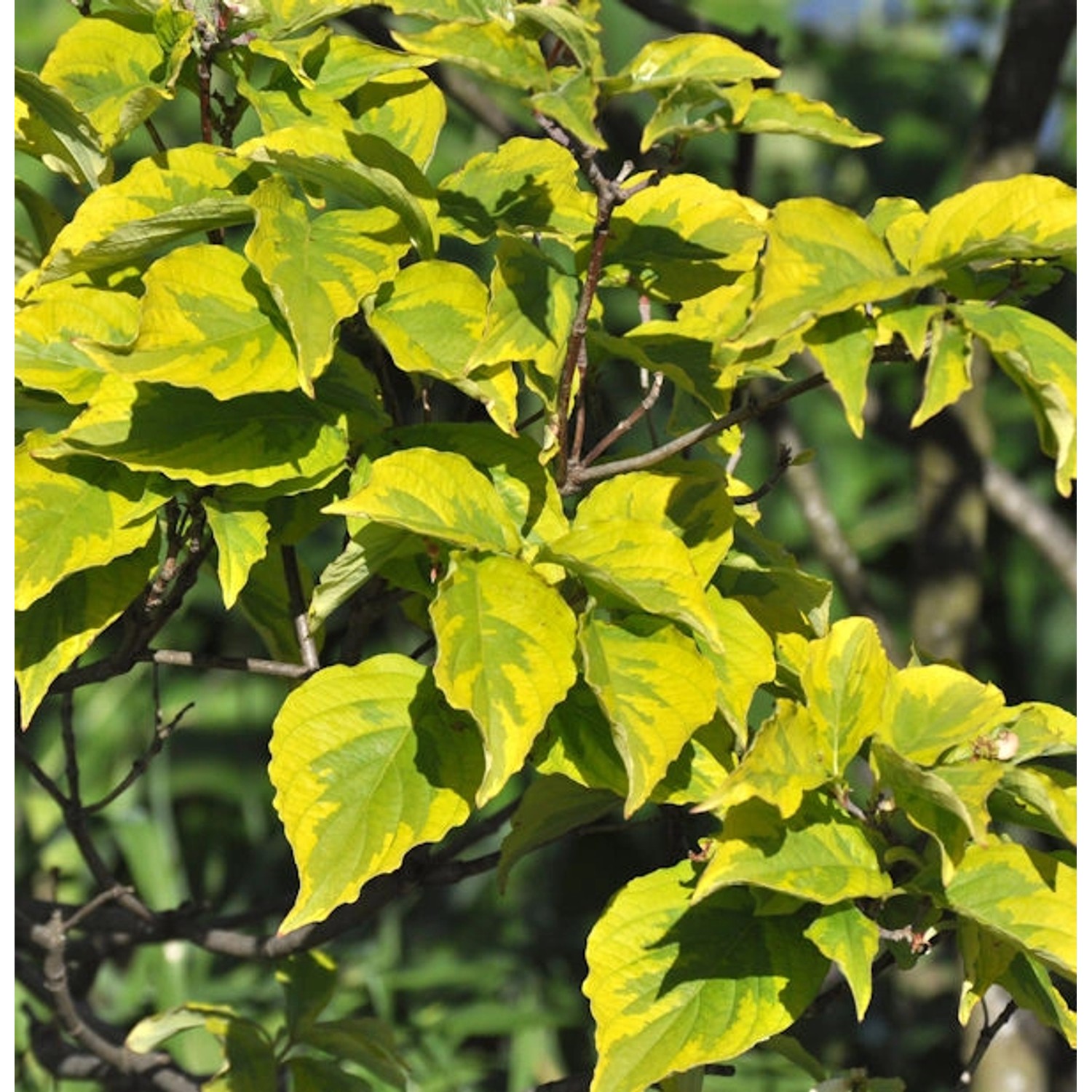 Blumenhartriegel Celestial Shadow 60-80cm - Cornus florida günstig online kaufen