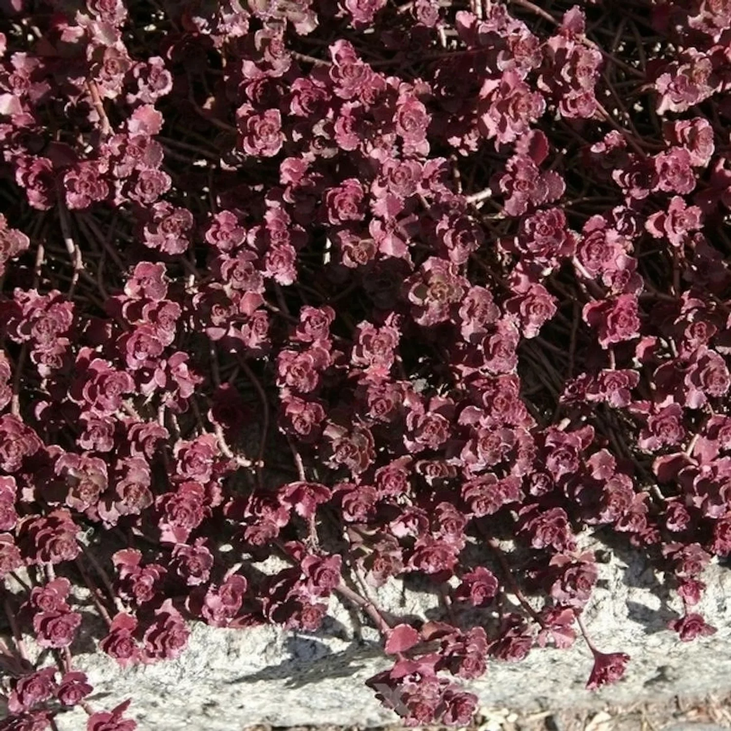 Kaukasus Asienfetthenne Purpurteppich - Sedum spurium günstig online kaufen