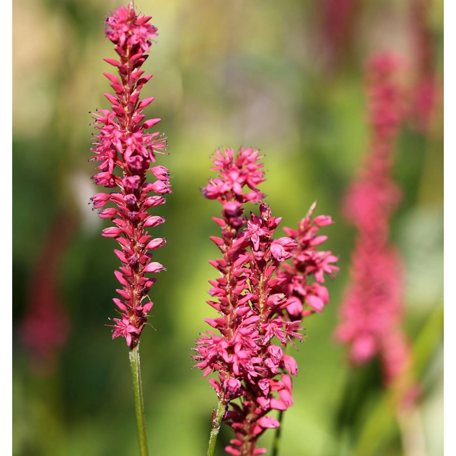 Kerzenknöterich Orange Field - Persicaria amplexicaulis günstig online kaufen