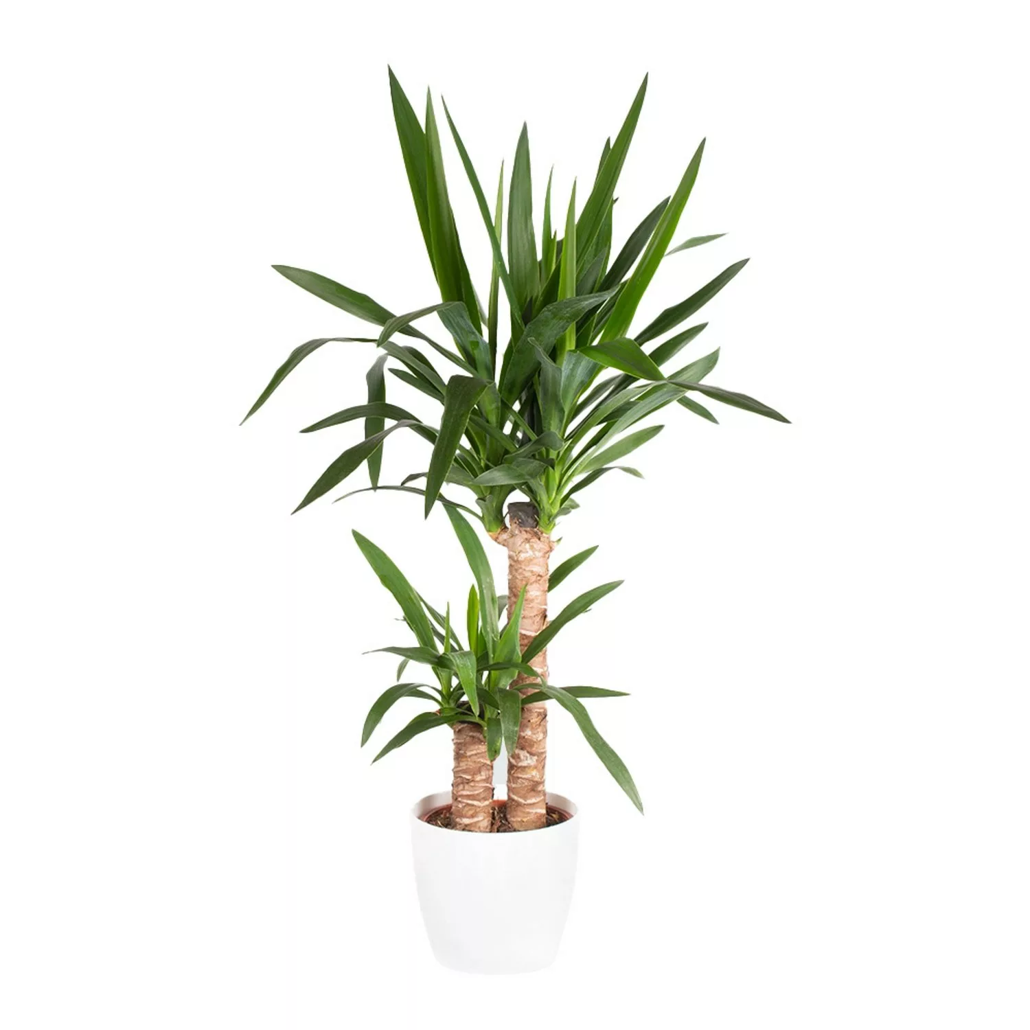 Yucca-Palme 2-stämmig Höhe ca. 80 cm Topf-ø 17 cm Palmlilie günstig online kaufen