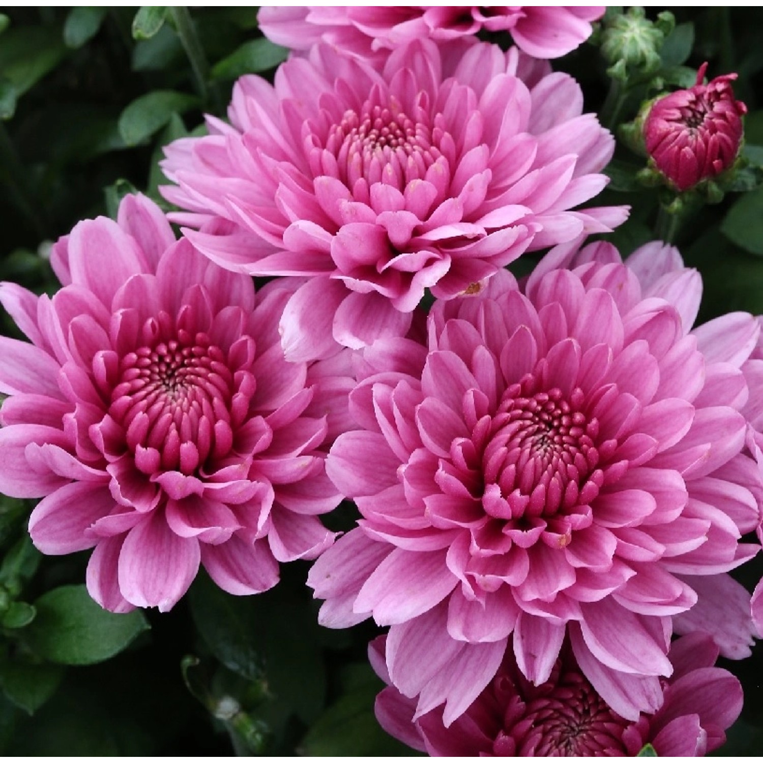 Winteraster Anastasia - Chrysanthemum hortorum günstig online kaufen