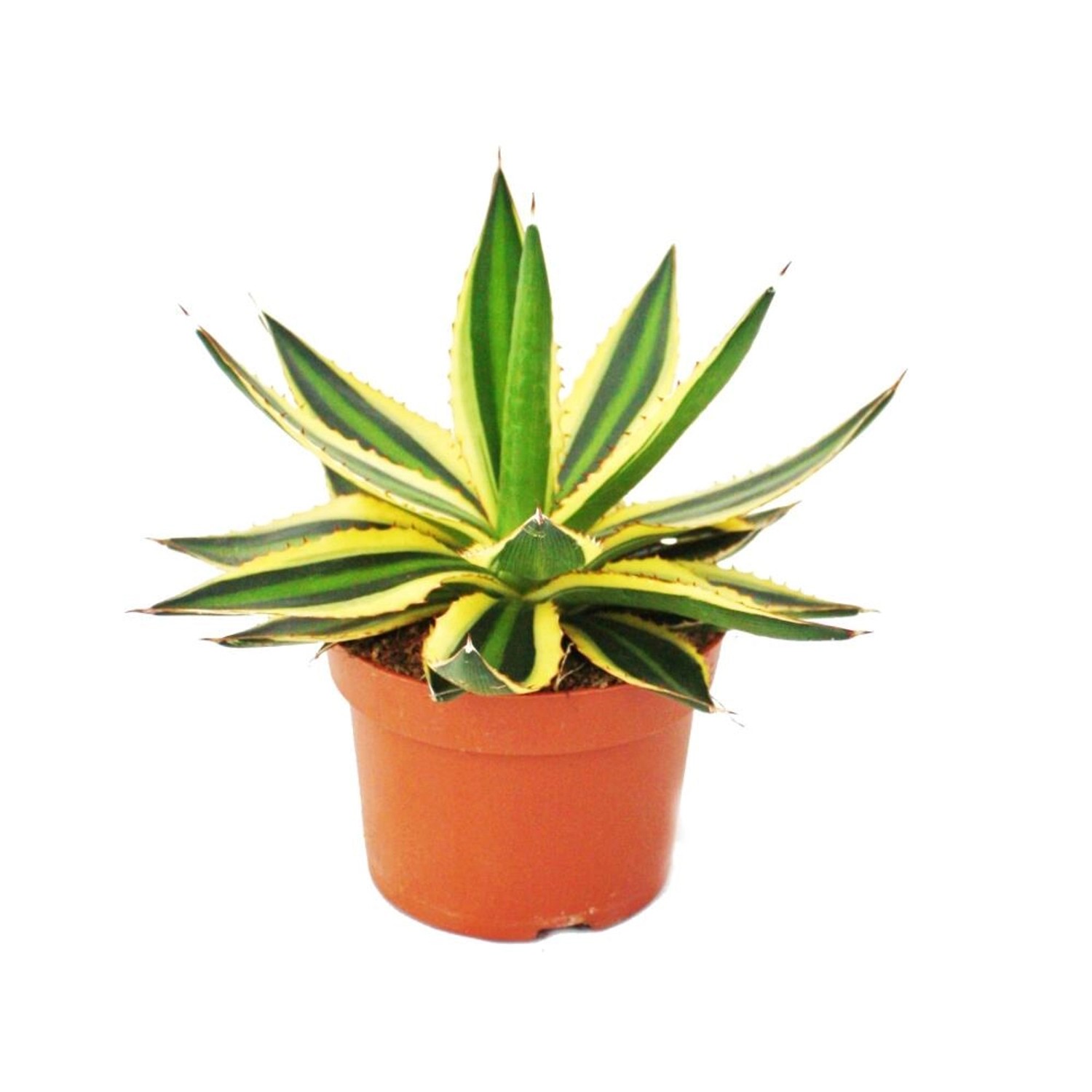 Exotenherz Agave Lophanta Quadricolor Vierfarbig 12cm Topf Sukkulente günstig online kaufen