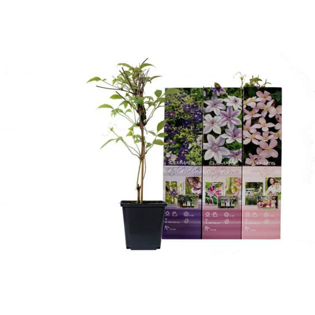 OH2 | Set mit 6 Clematis Pflanzen Montana günstig online kaufen